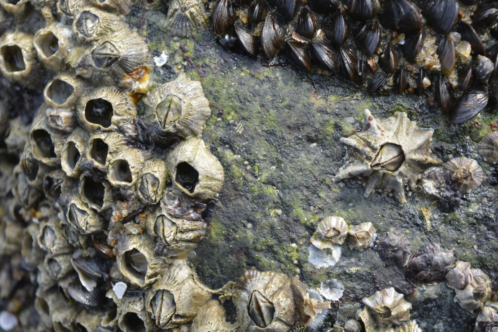 Nikon D5200 sample photo. Seashell, seashore, stone photography