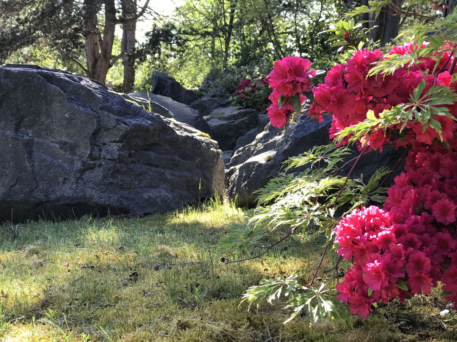 Apple iPhone 7 Plus sample photo. Summer, sunny, flowers photography