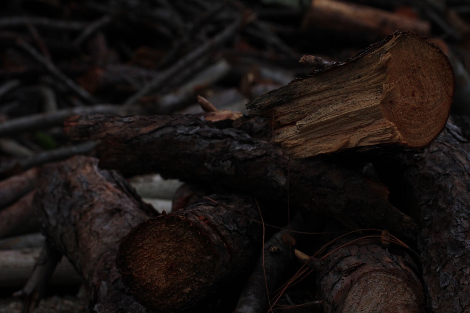 Canon EOS 7D sample photo. Lena, wood, texture photography
