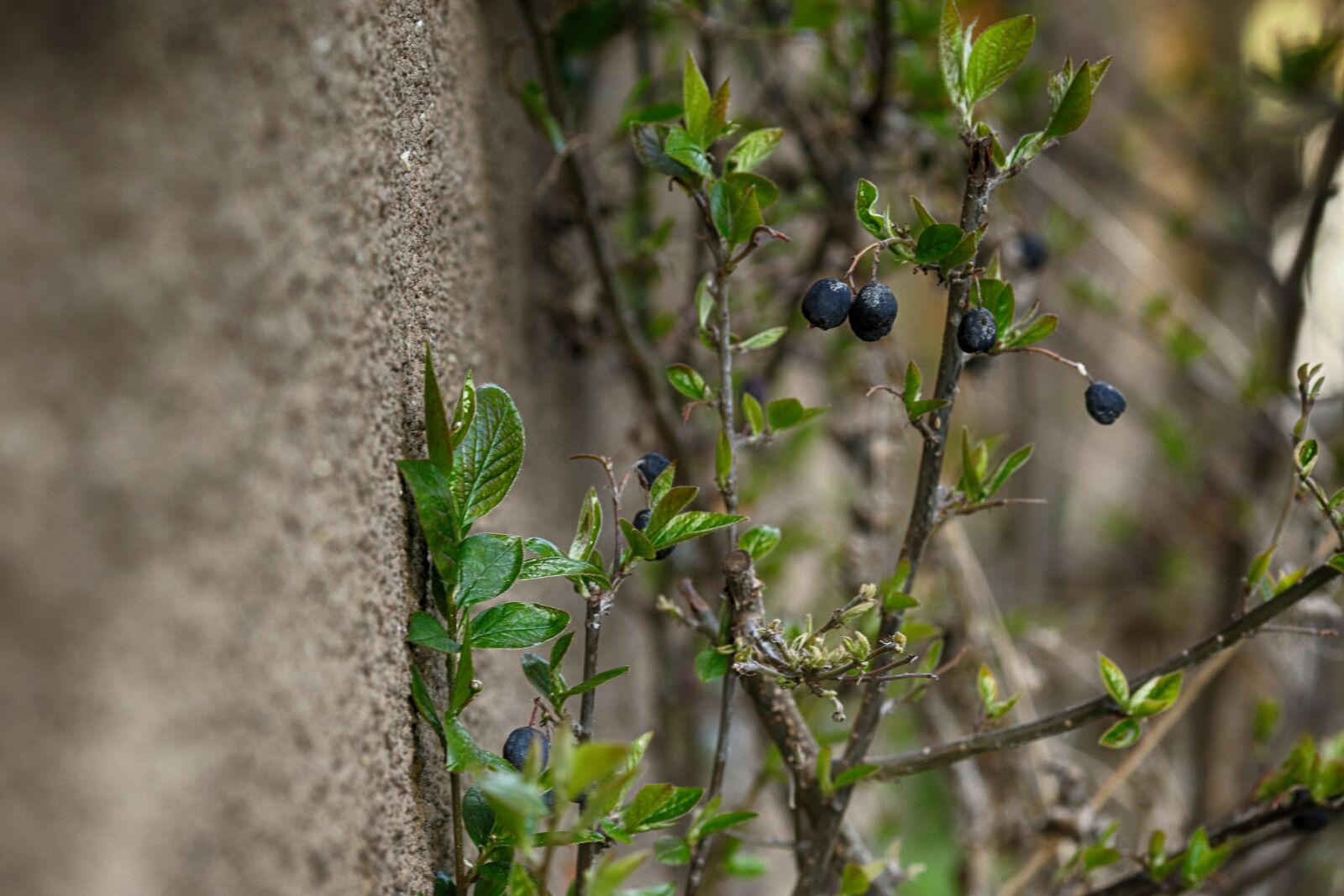 Canon EOS 7D Mark II + Canon EF 135mm F2L USM sample photo. Nature, tree, leaf photography