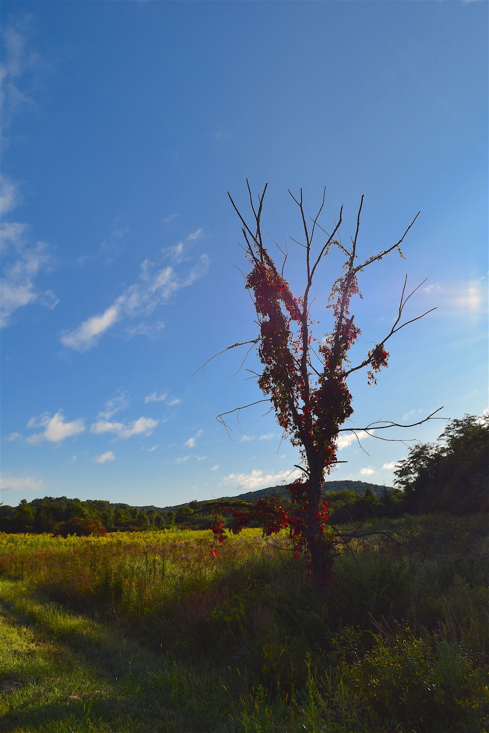 Nikon D3300 sample photo. Tree, morning, nature photography