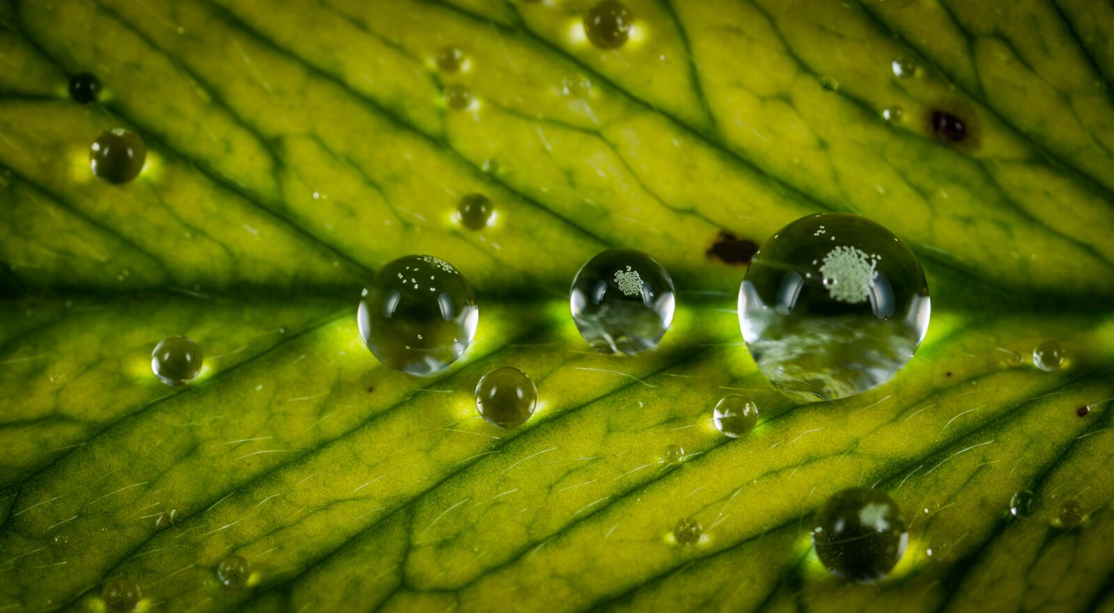 Canon EOS 5D Mark II + Canon MP-E 65mm F2.5 1-5x Macro Photo sample photo. Pearl, plant, sheet photography