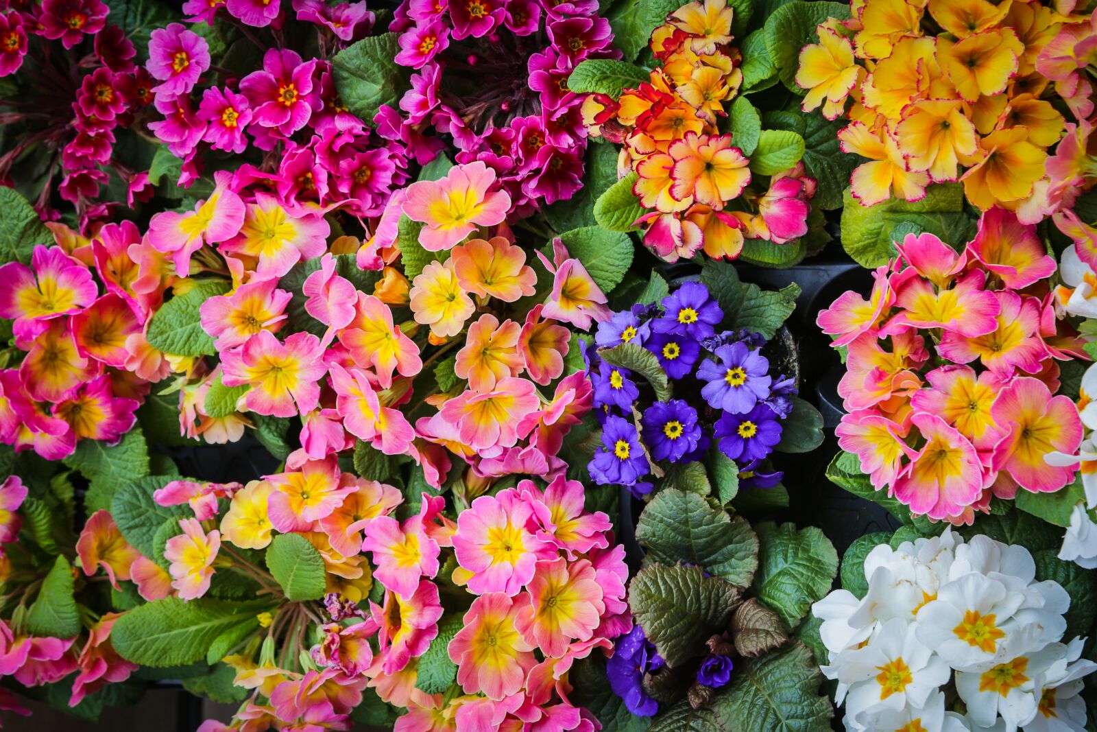 Canon EF 24-105mm F4L IS USM sample photo. Flower, primrose, primula photography