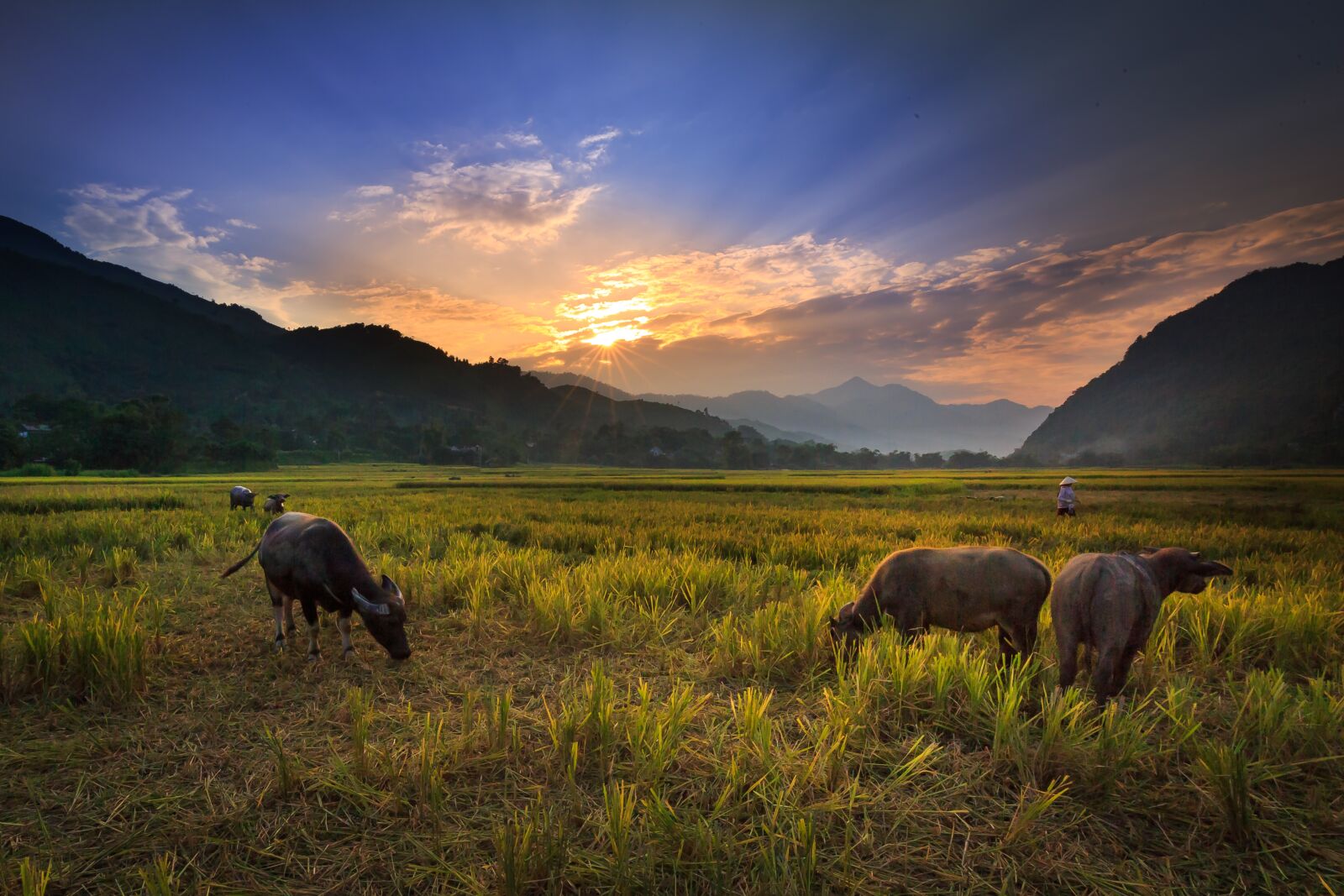 Canon EF 16-35mm F4L IS USM sample photo. Buffalo on the rice photography