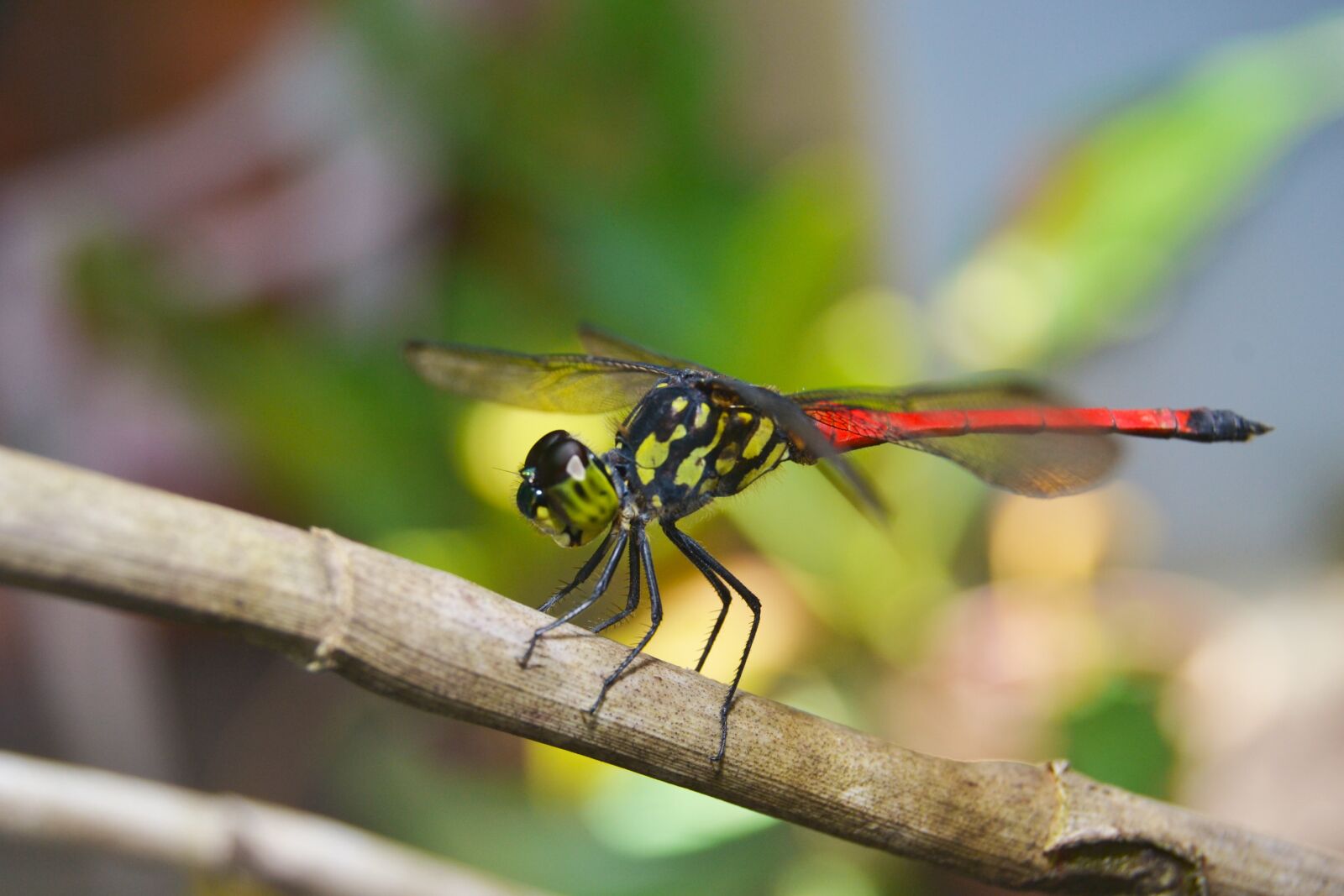 Nikon D3100 sample photo. Dragonflies, andarinyo, indonesia photography