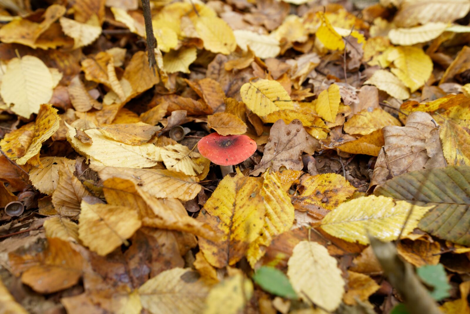 Sony FE 16-35mm F2.8 GM sample photo. Lives, autumn, yellow photography