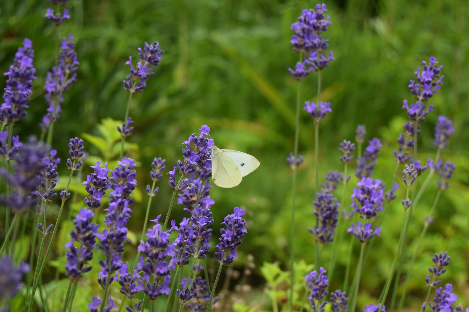 Nikon D3300 sample photo. Nature, insect, butterfly photography
