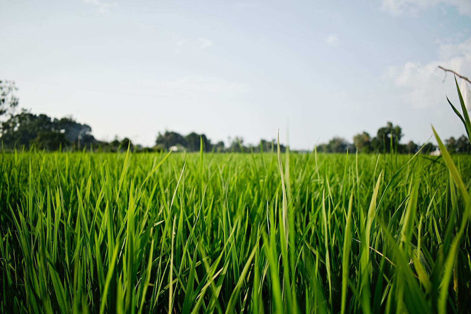 Nikon D3300 sample photo. Rice, kerala, alappuzha photography