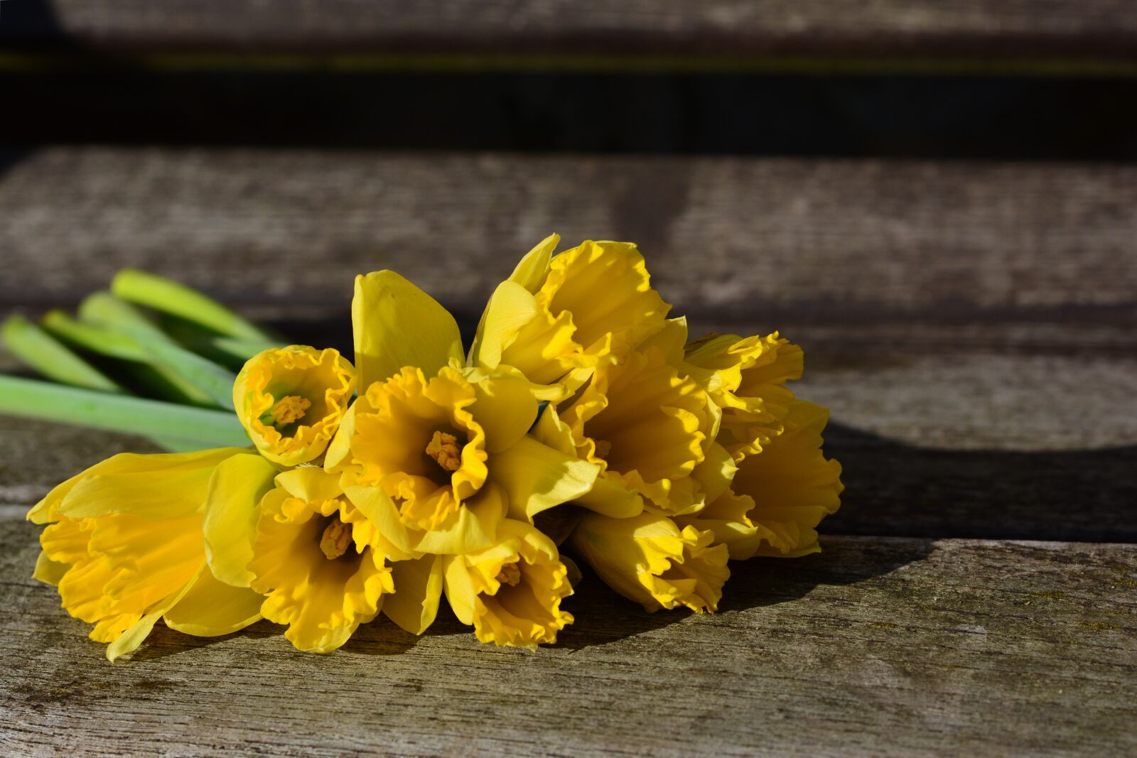 Nikon D5200 sample photo. Daffodils, yellow daffodils, osterglocken photography