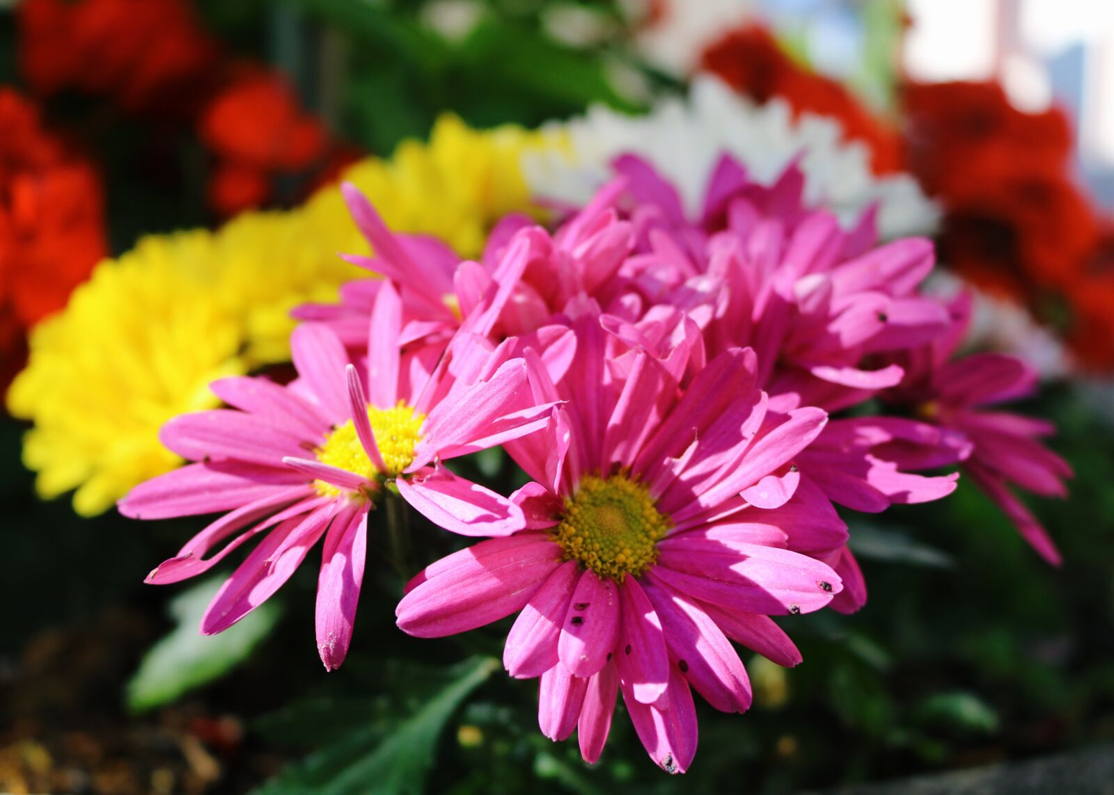 Canon EOS 750D (EOS Rebel T6i / EOS Kiss X8i) sample photo. Basel, sunny days, natural photography