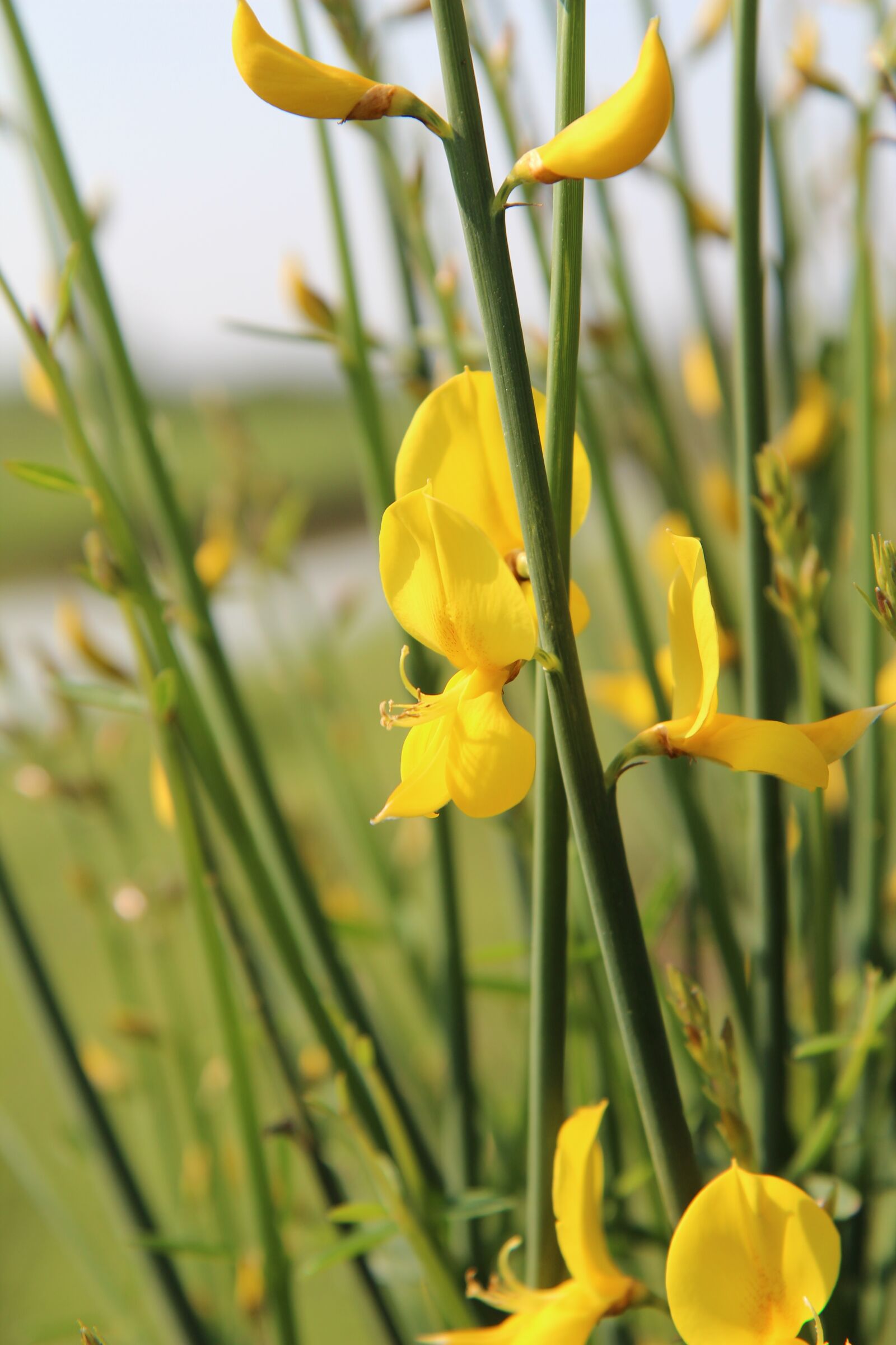 Canon EOS 600D (Rebel EOS T3i / EOS Kiss X5) sample photo. Broom, broom yellow, scotch photography