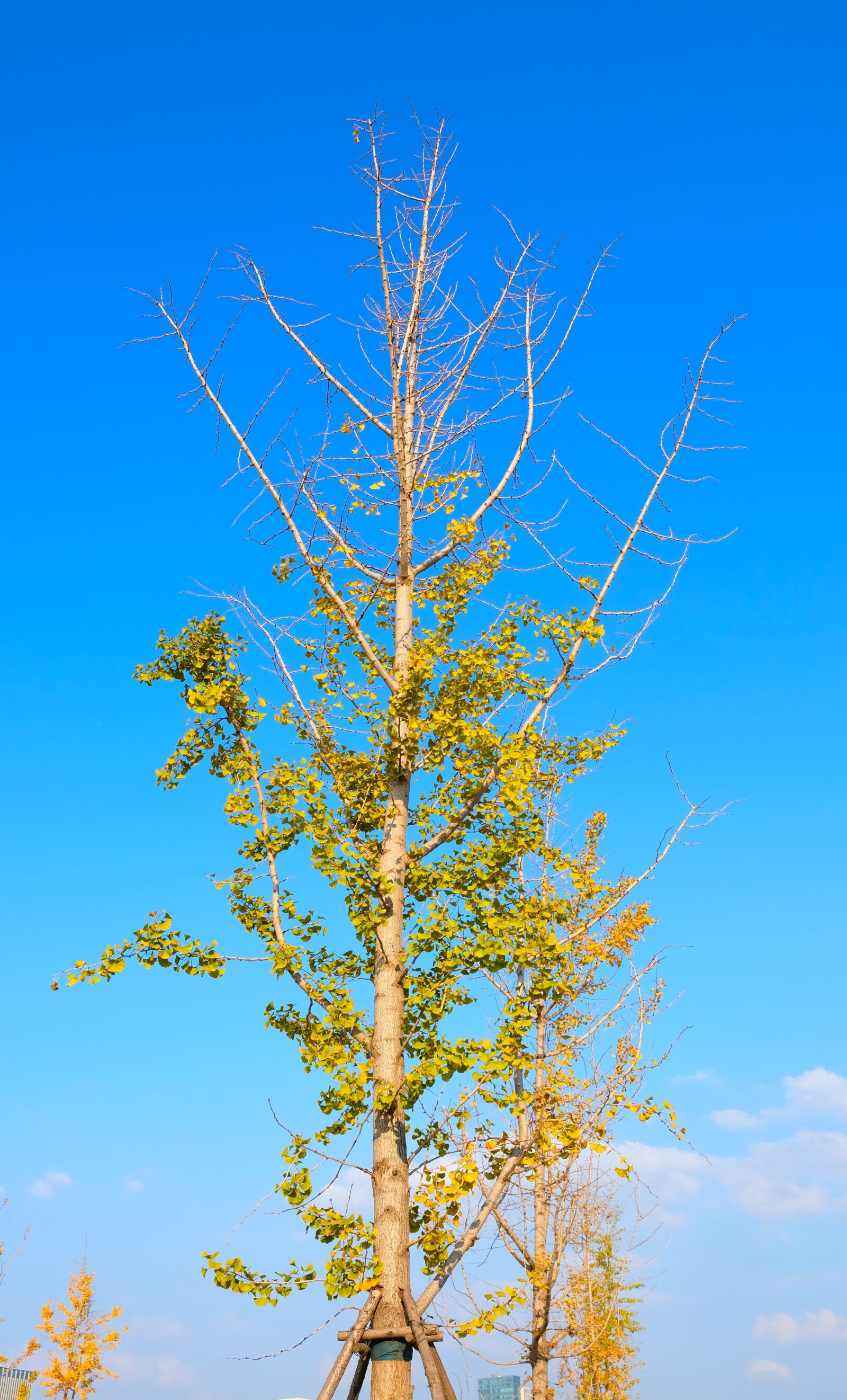 Fujifilm X-T20 sample photo. Tree, sky, blue photography