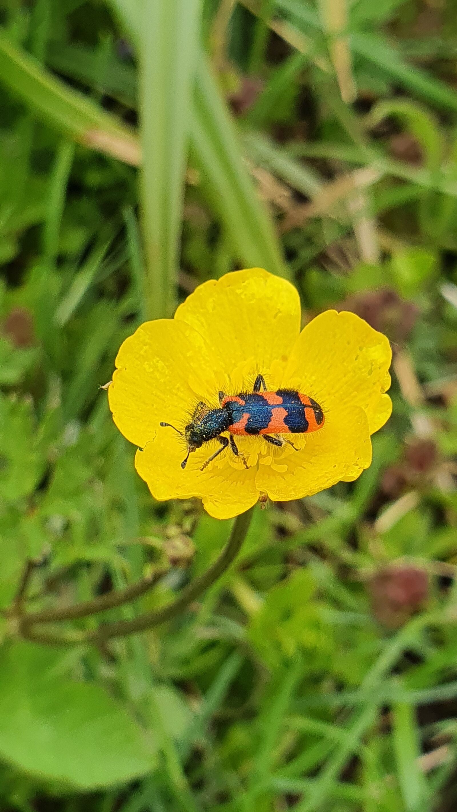 Samsung Galaxy S10+ sample photo. Shaggy bee beetle, close photography