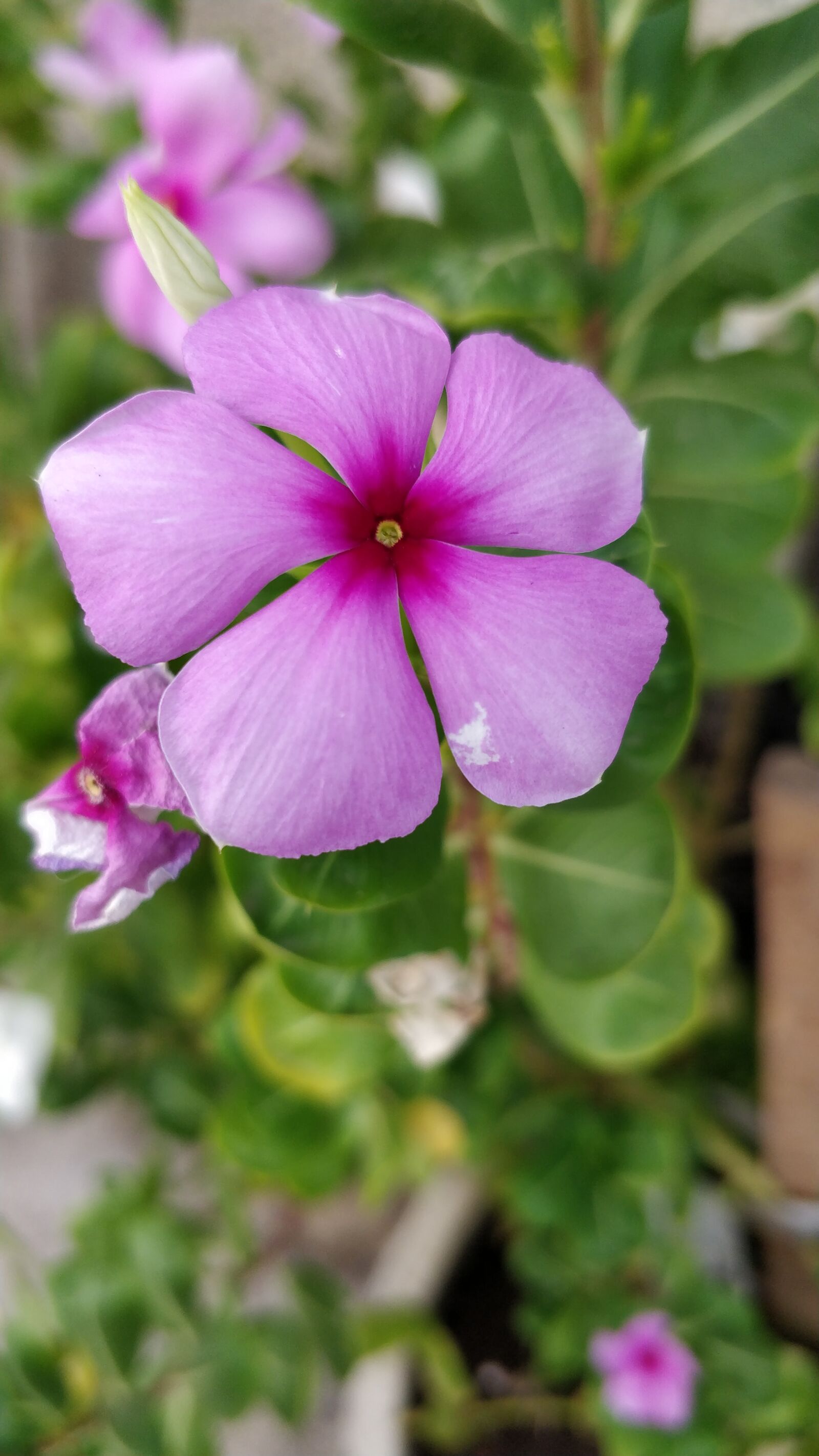 OnePlus 5 sample photo. Periwinkle, pink, flower photography