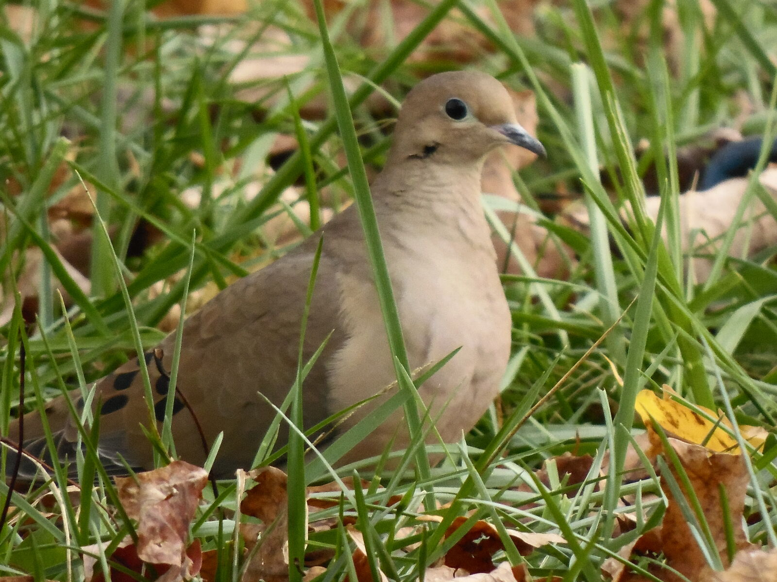 Samsung WB2200F sample photo. Bird, dove, morning, dove photography