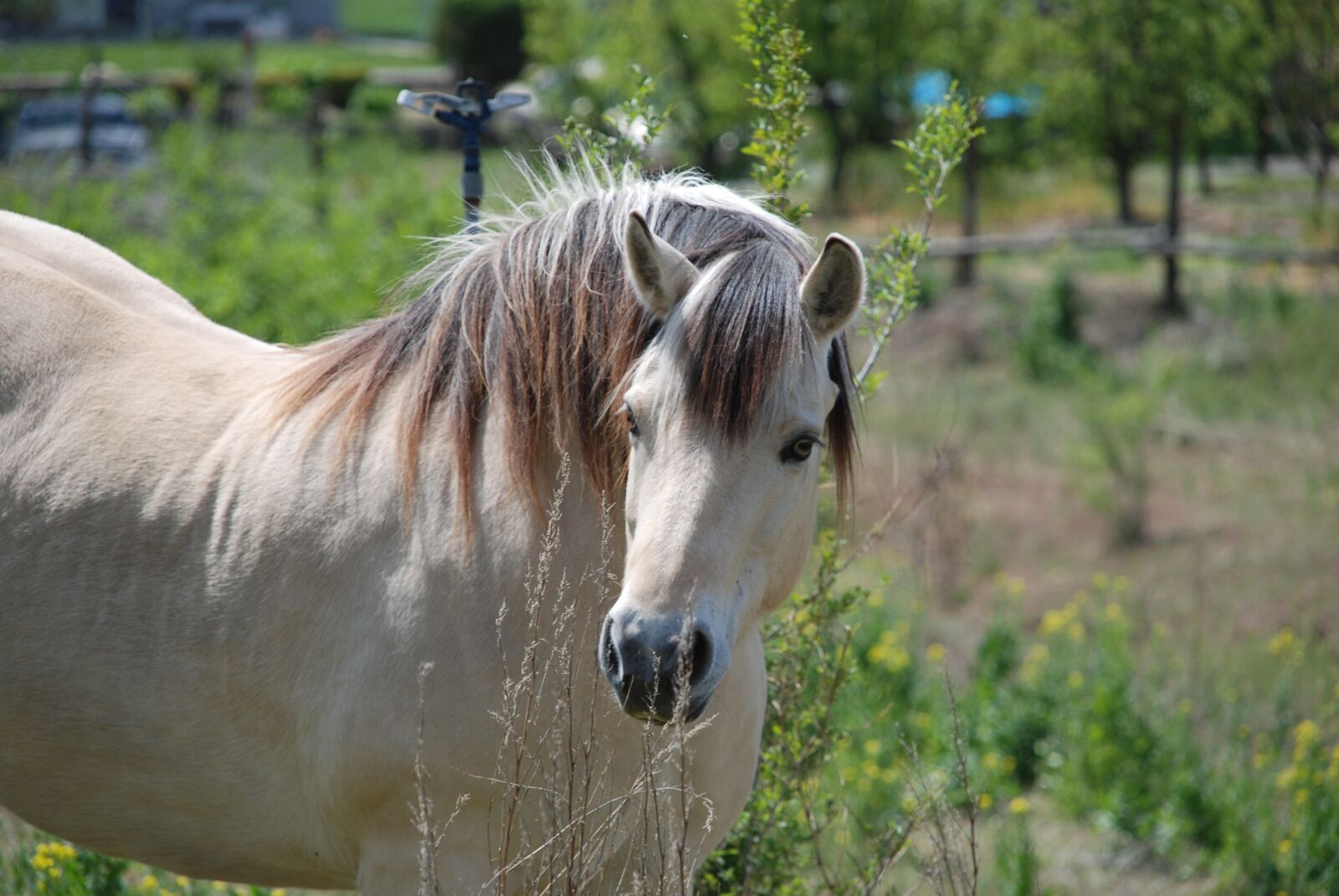 Nikon D80 sample photo. Horse, field, farm separated photography