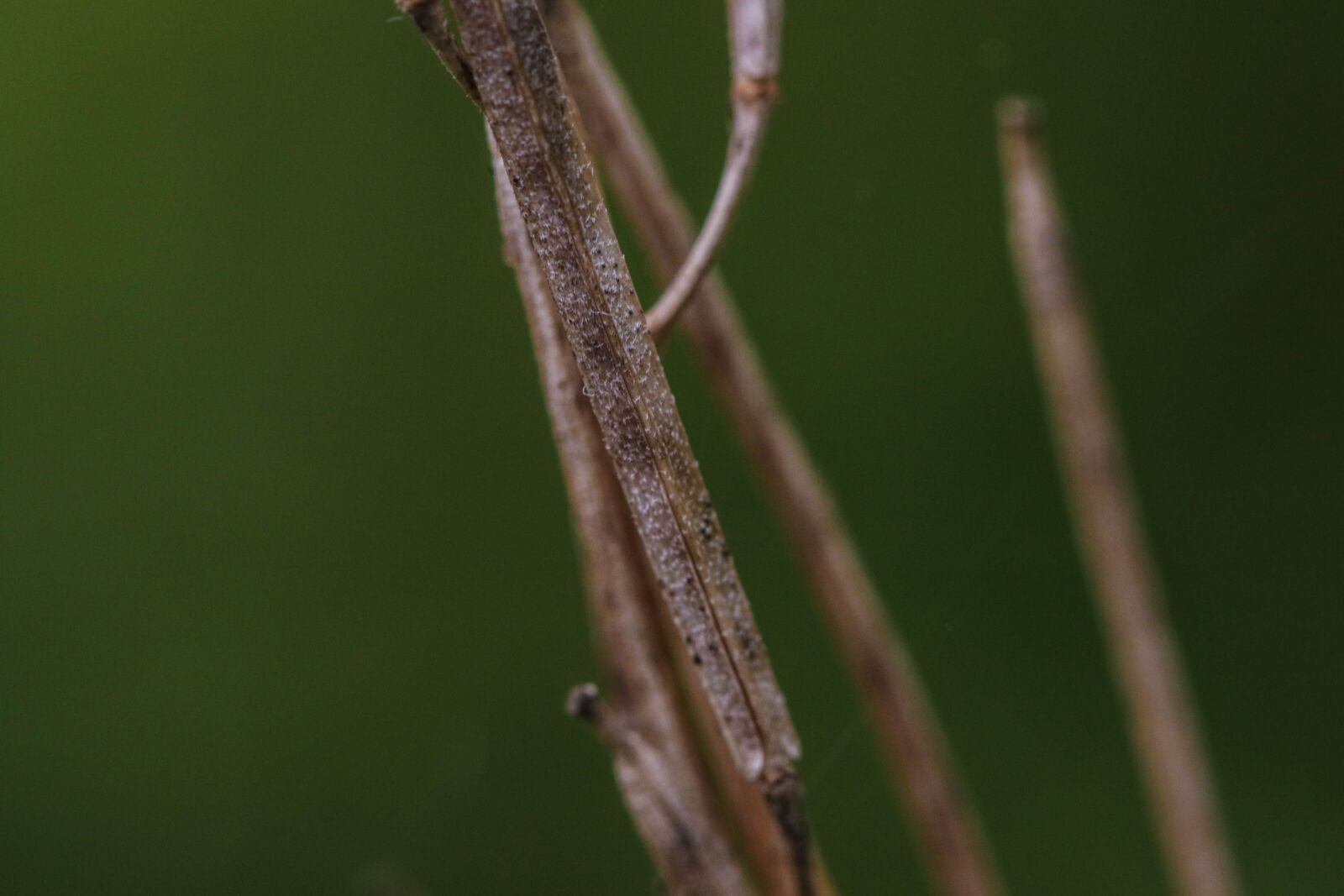 Canon EOS 7D Mark II sample photo. Nature, growth, green photography