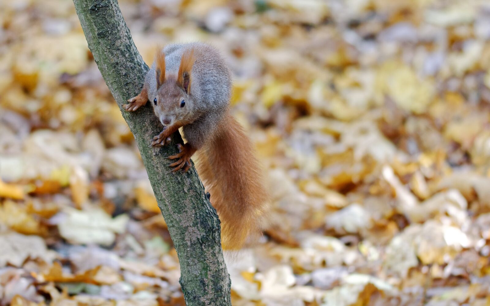 Nikon D5100 sample photo. Squirrel, pet, climbing photography