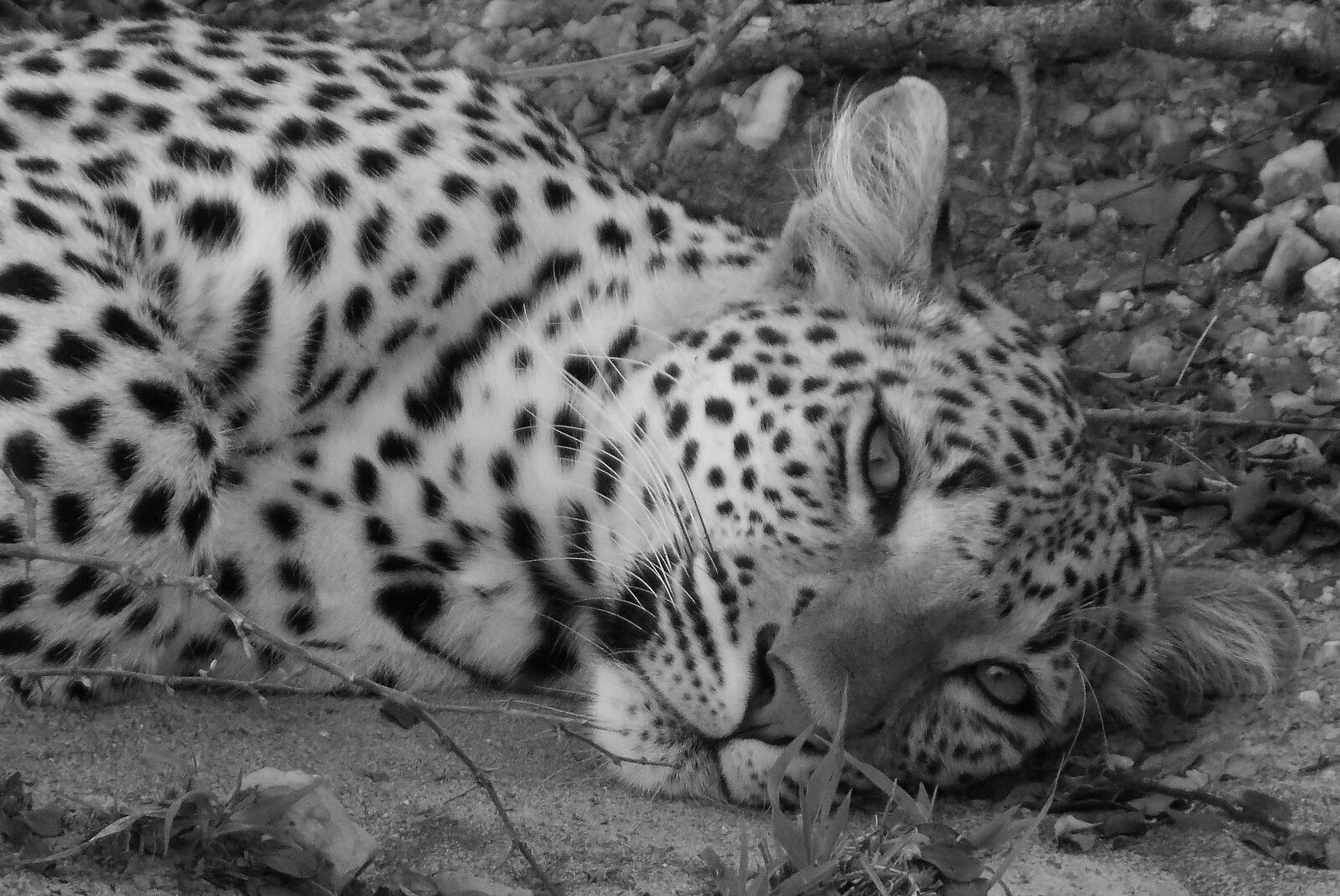 Nikon COOLPIX L340 sample photo. Leopard, black and white photography