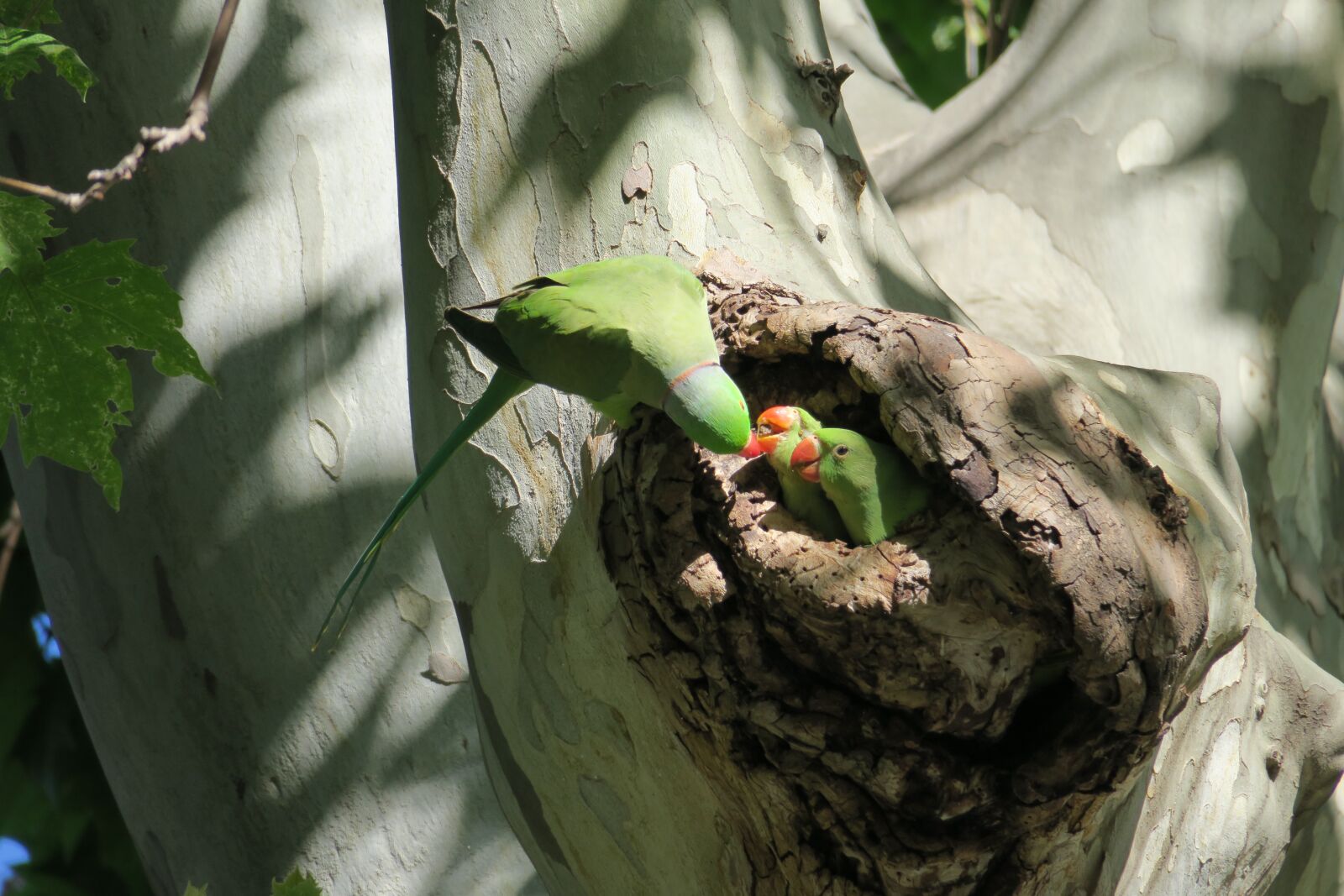 Canon PowerShot G3 X sample photo. Parrot, kids, feeding photography