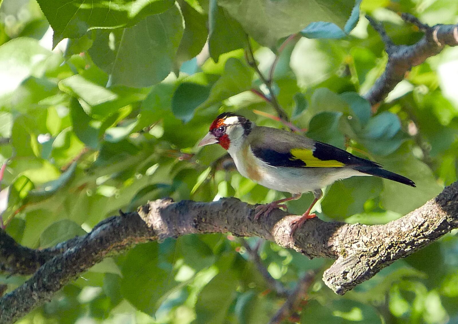 Panasonic Lumix DMC-LX100 sample photo. Nature, animals, birds photography