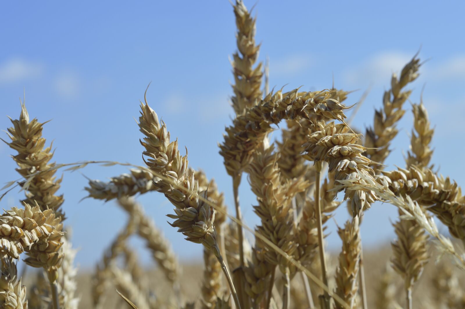 Nikon D3200 sample photo. Cereals, field, summer photography