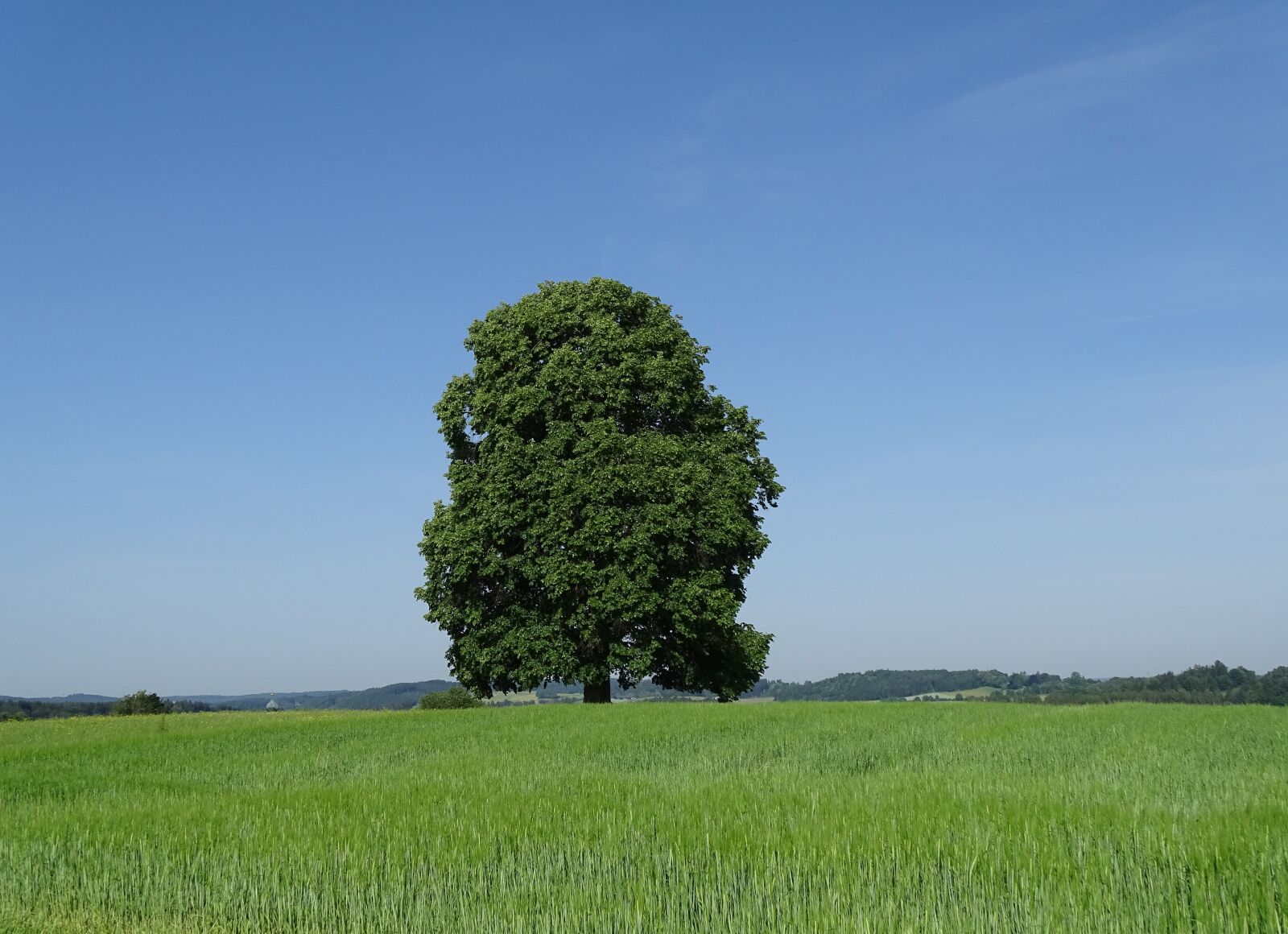 Sony Cyber-shot DSC-HX400V sample photo. Oberschönenfeld, tree, linden photography