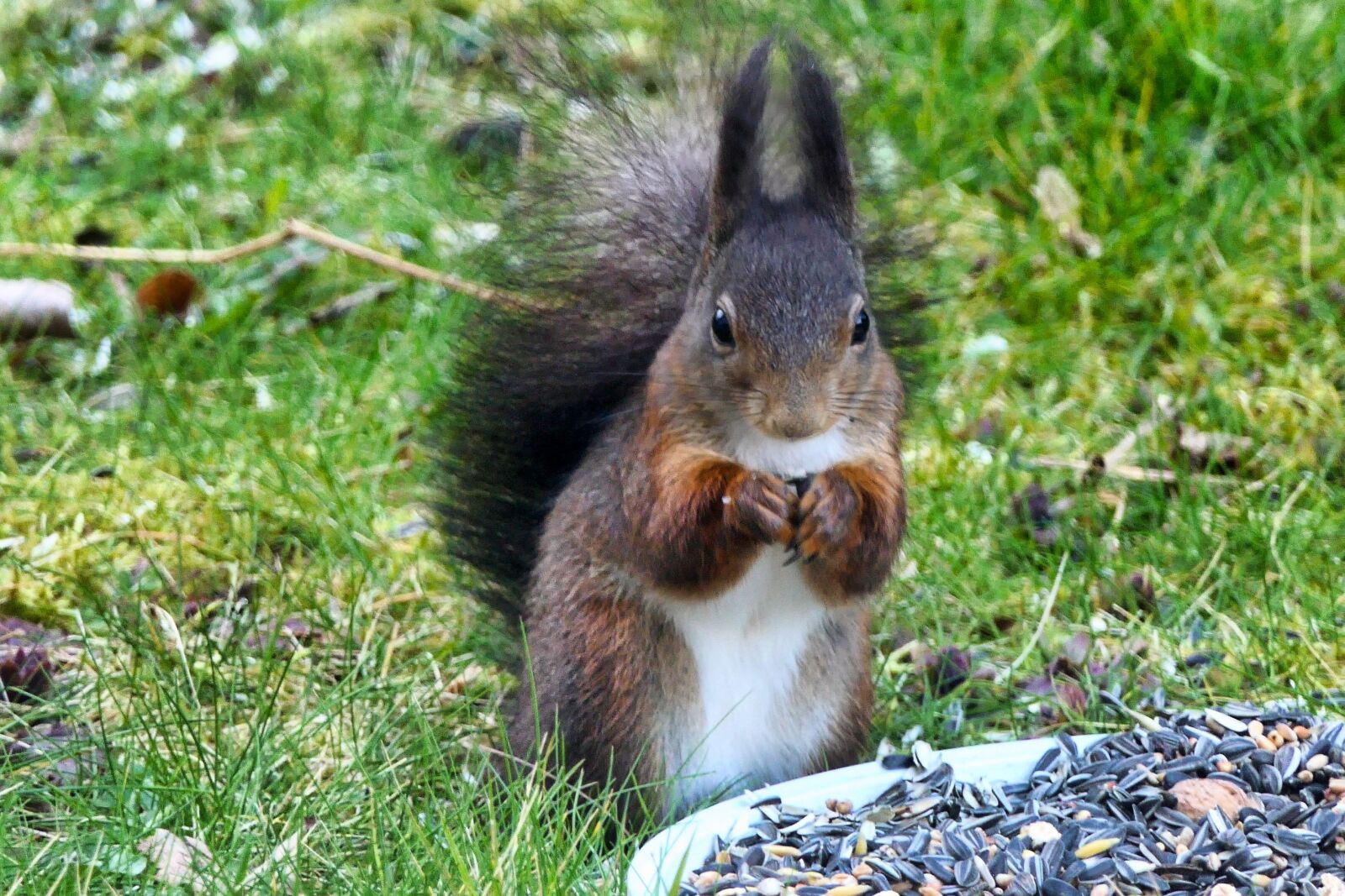 Panasonic Lumix DMC-FZ2500 (Lumix DMC-FZ2000) sample photo. Squirrel, nature, rodent photography