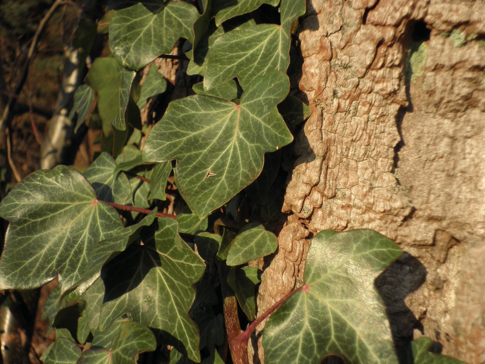 Olympus FE4010,X930 sample photo. Ivy, climber plant, old photography