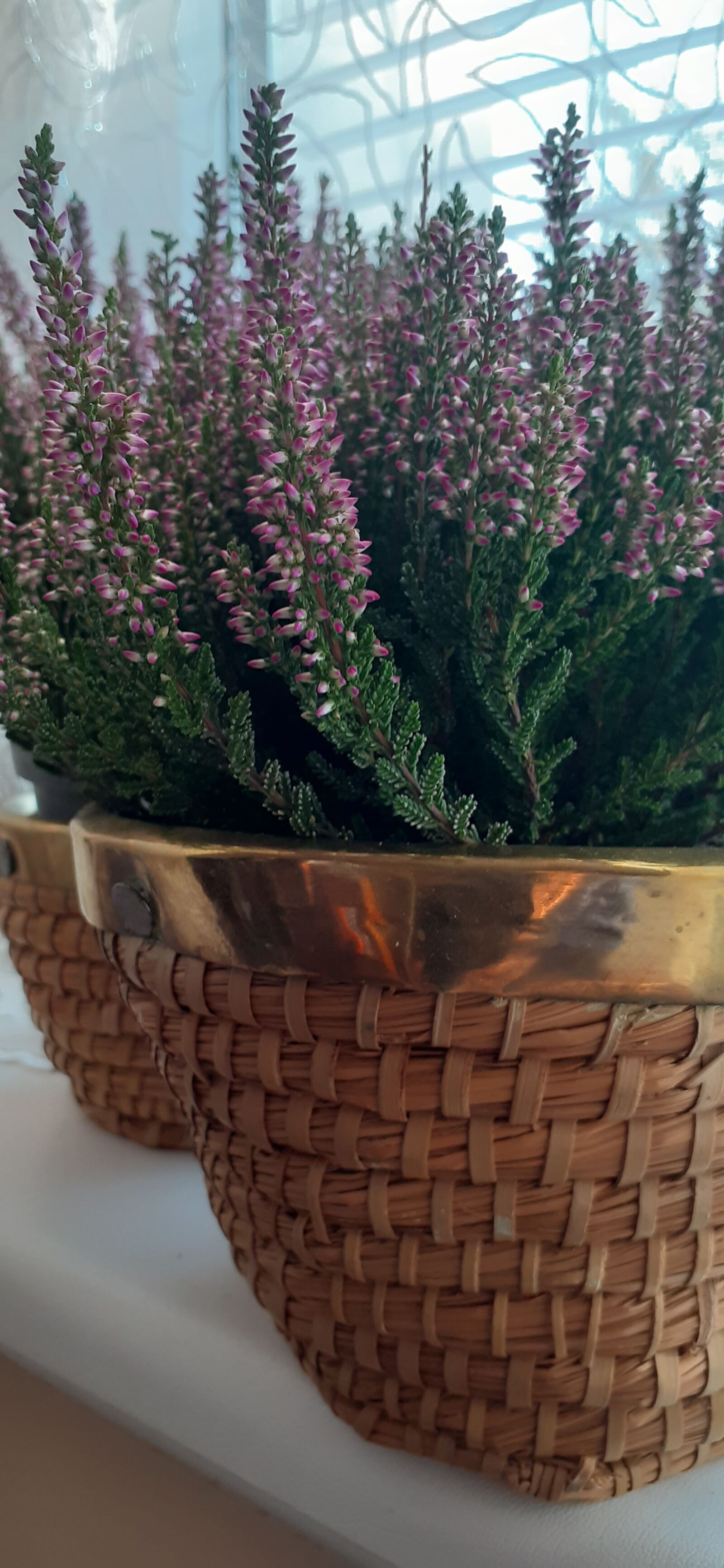 Samsung SM-A202F sample photo. Autumn, heather, plant photography