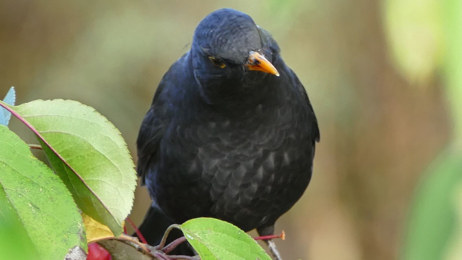 Panasonic Lumix DMC-FZ1000 sample photo. Blackbird, bird, animal photography