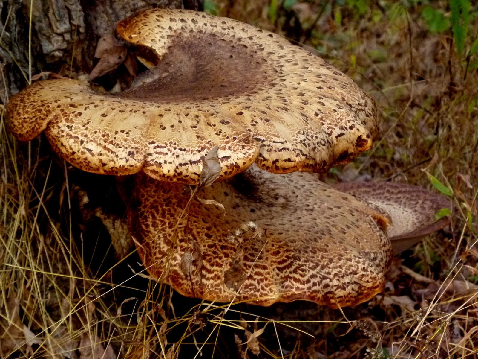 Panasonic Lumix DMC-FZ100 sample photo. Bracket, fungus, mushroom photography