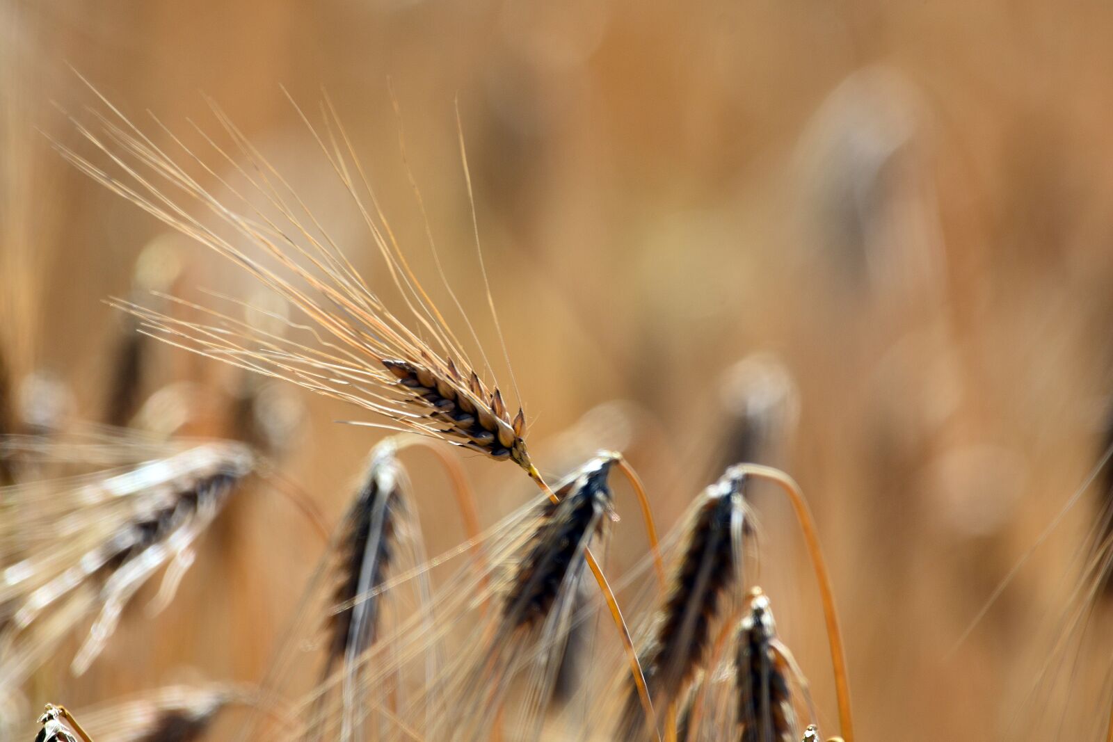 Nikon D3400 sample photo. Corn, wheat, field photography