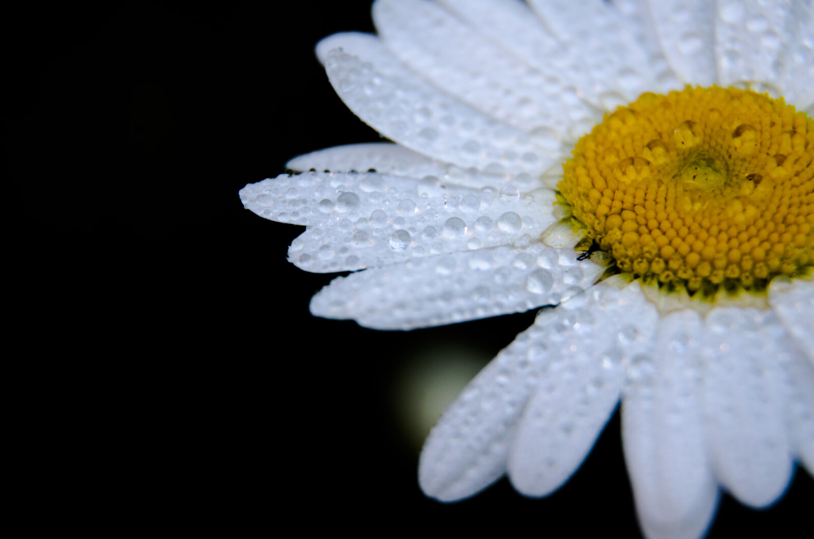 Nikon D5100 sample photo