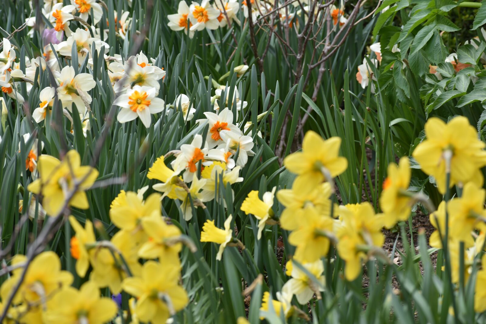 Nikon D3400 sample photo. At the tulip festival photography