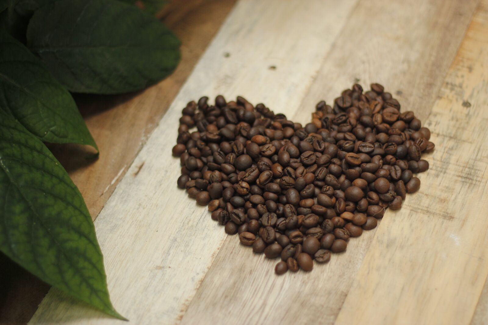 Canon EOS 550D (EOS Rebel T2i / EOS Kiss X4) sample photo. Coffee, coffee beans, aroma photography