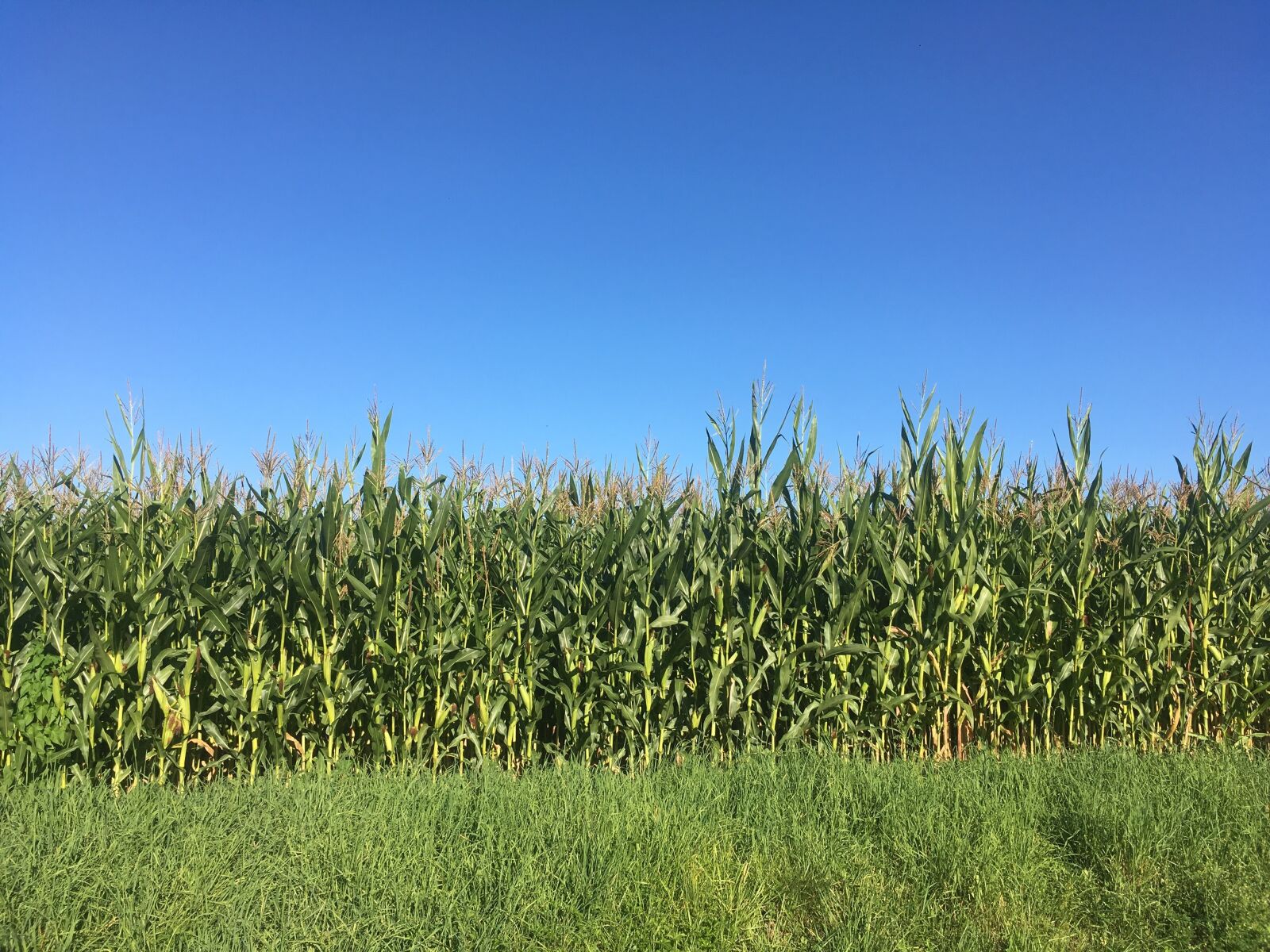 iPhone SE back camera 4.15mm f/2.2 sample photo. Corn, field, blue photography