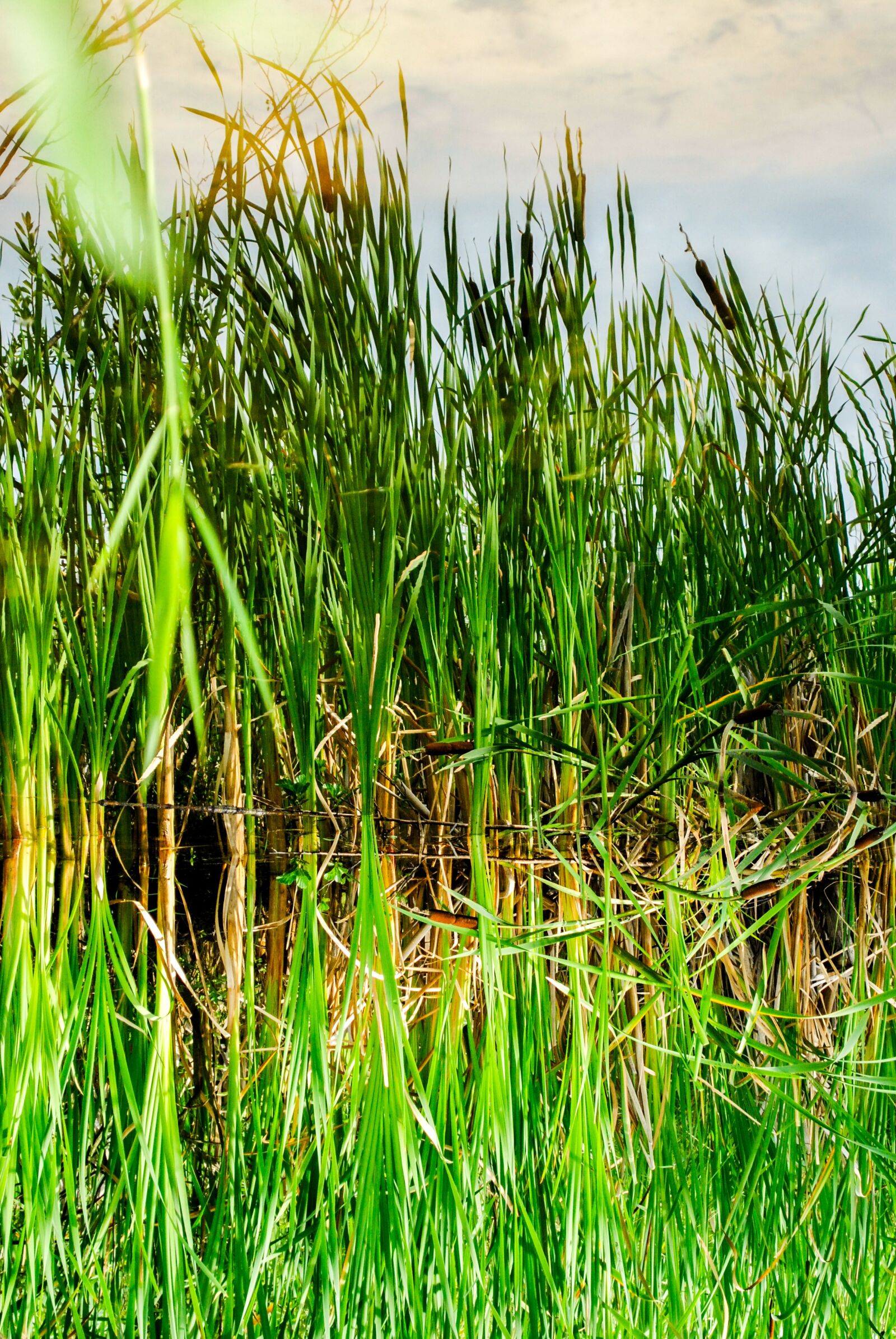 Nikon D3000 sample photo. Lake, reflection, batons photography