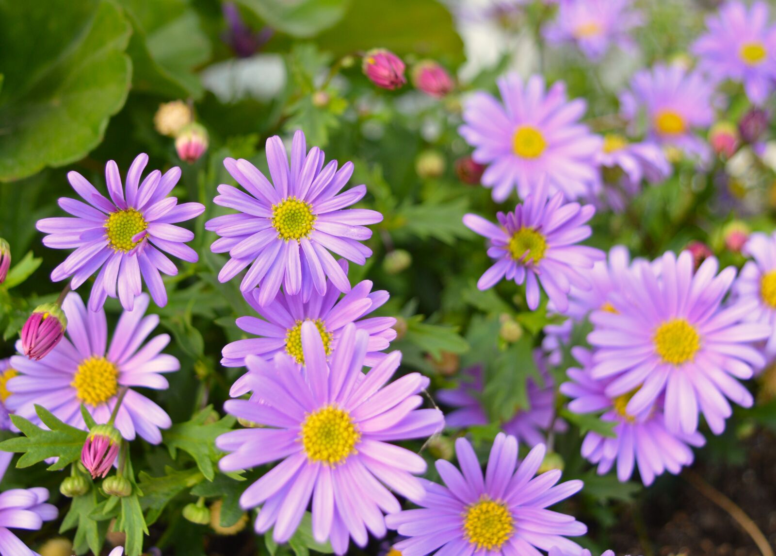 Nikon D3200 sample photo. Daisy, flower, blue photography
