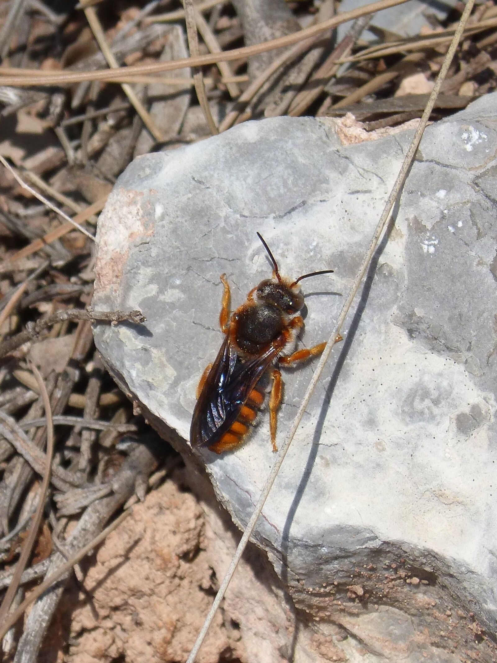 Panasonic DMC-FZ62 sample photo. Orange bee, bee, wasp photography