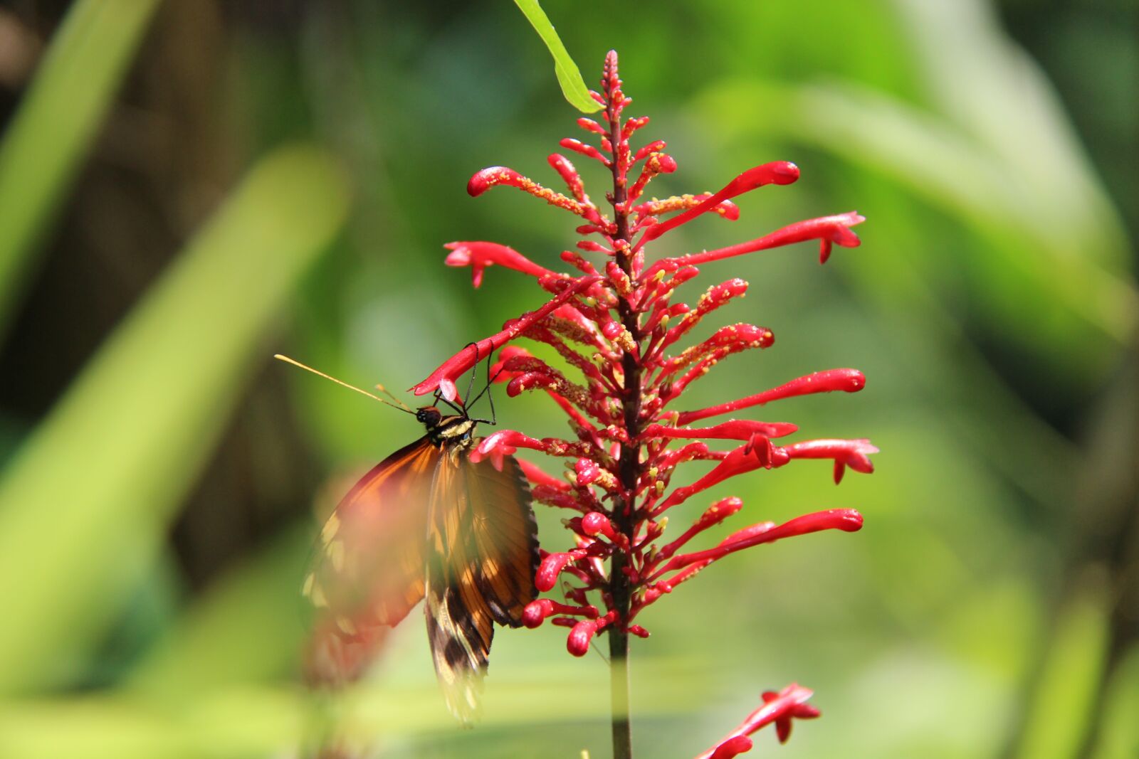 Canon EF-S 18-200mm F3.5-5.6 IS sample photo. Flower, butterfly, nature photography