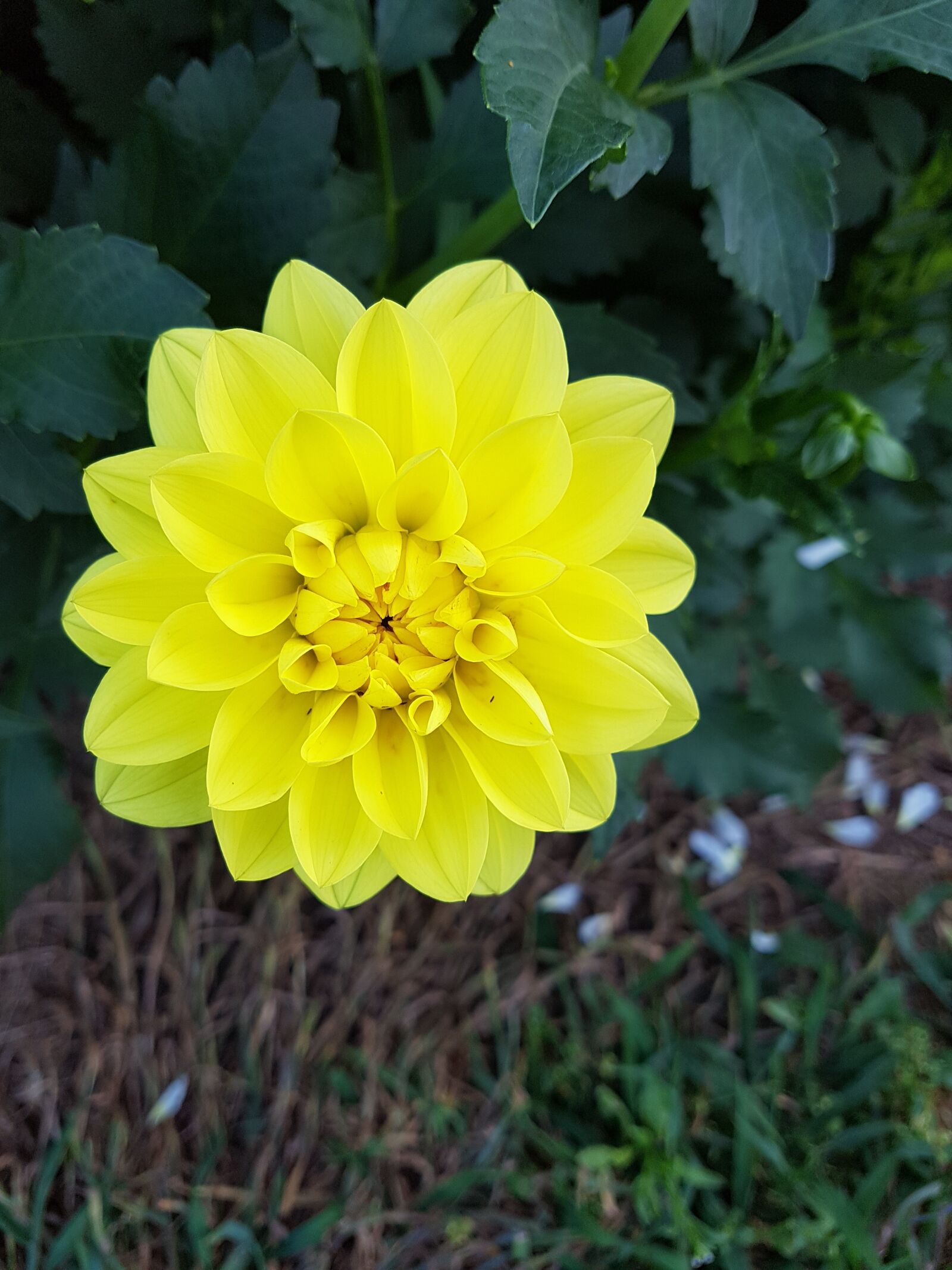 Samsung Galaxy S7 Edge sample photo. Dahlias, flower, nature photography