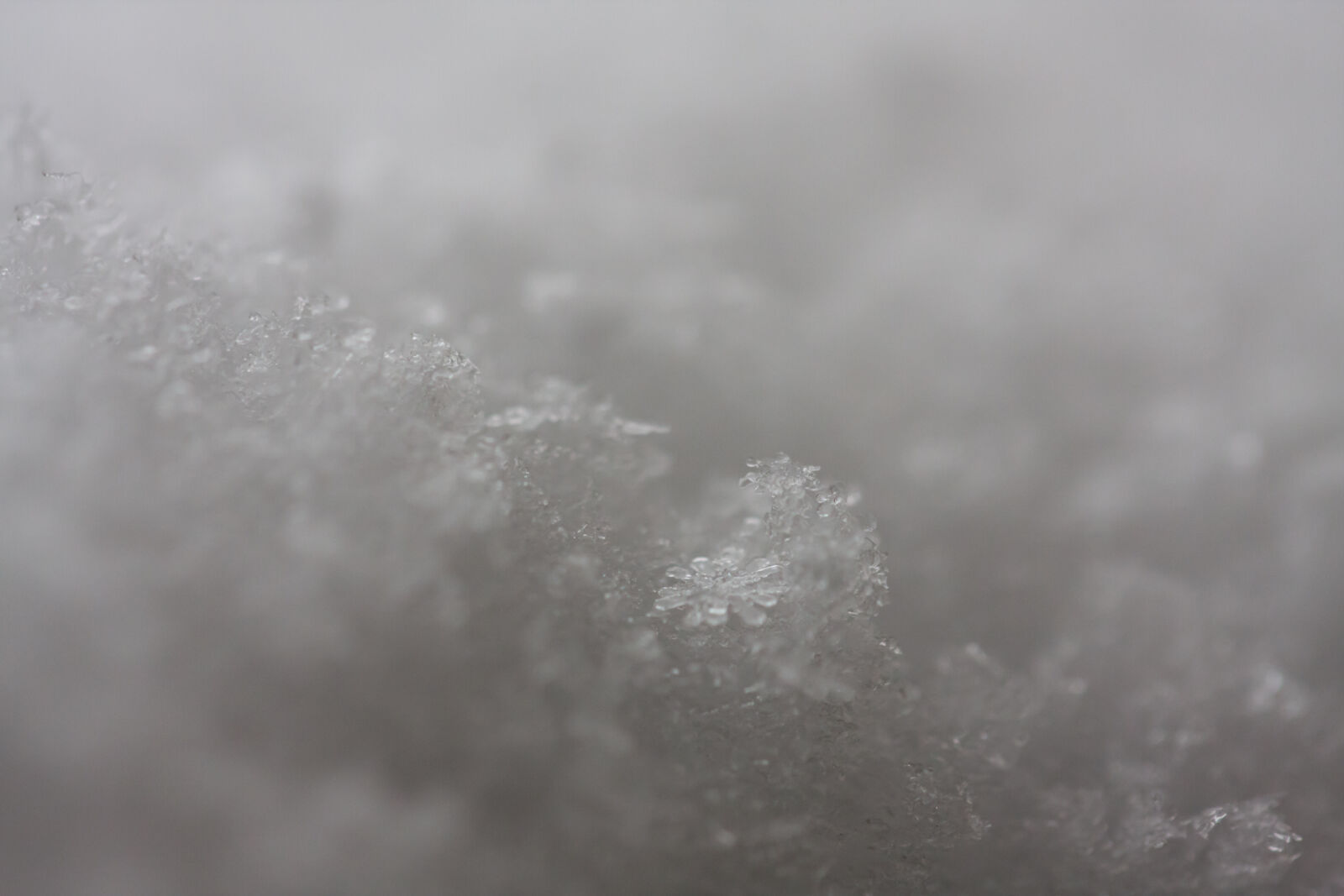 Canon EF 180mm F3.5L Macro USM sample photo