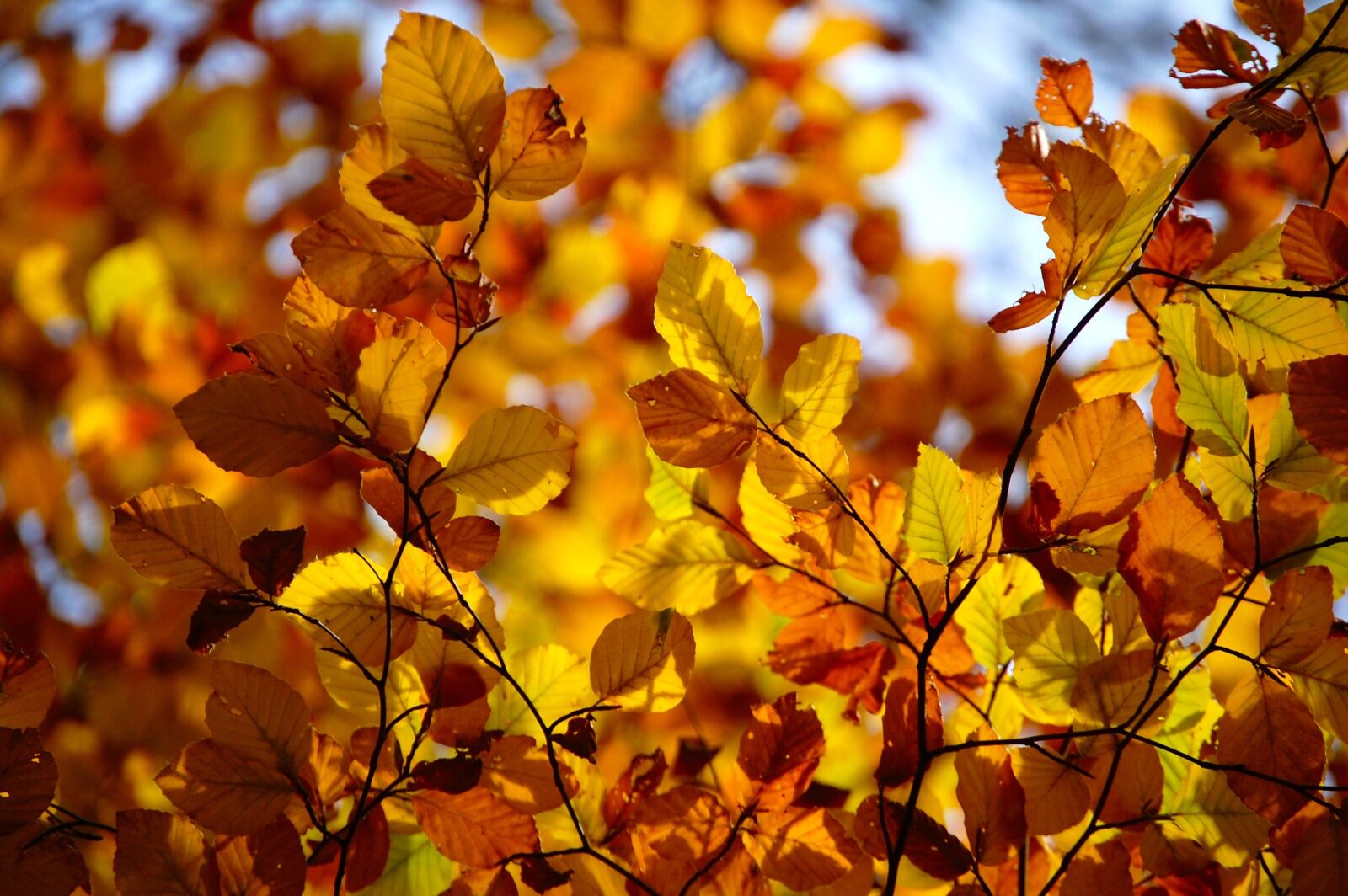 Nikon D40 sample photo. Leaves, autumn, forest photography