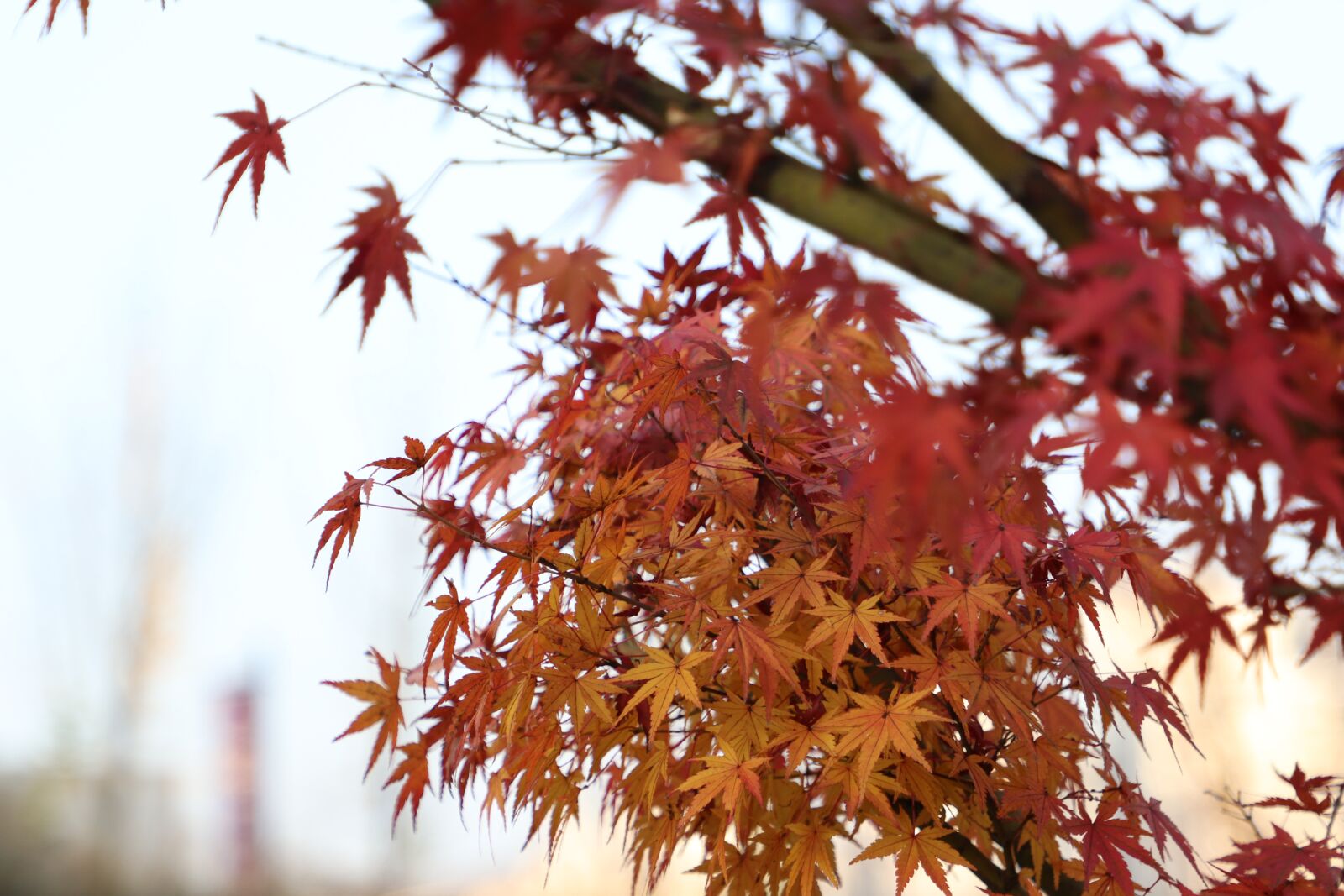 Canon EF 24-105mm F4L IS II USM sample photo. Taste of autumn, autumn photography