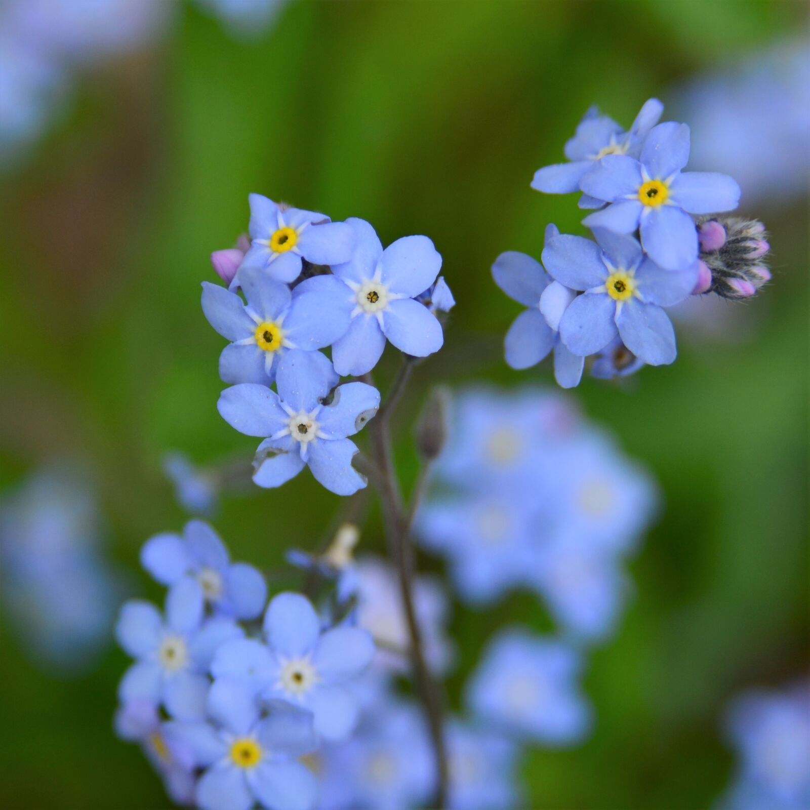 Nikon D7000 sample photo. Forget me not, flowers photography
