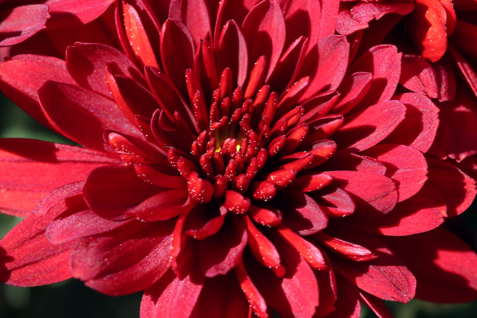 Canon EOS 800D (EOS Rebel T7i / EOS Kiss X9i) sample photo. Chrysanthemum, autumn, flowers photography