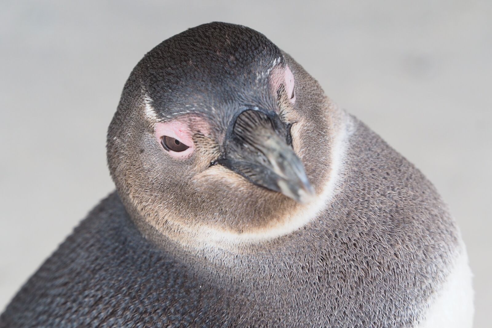 Olympus M.Zuiko Digital ED 40-150mm F2.8 Pro sample photo. Penguin, south africa, beach photography