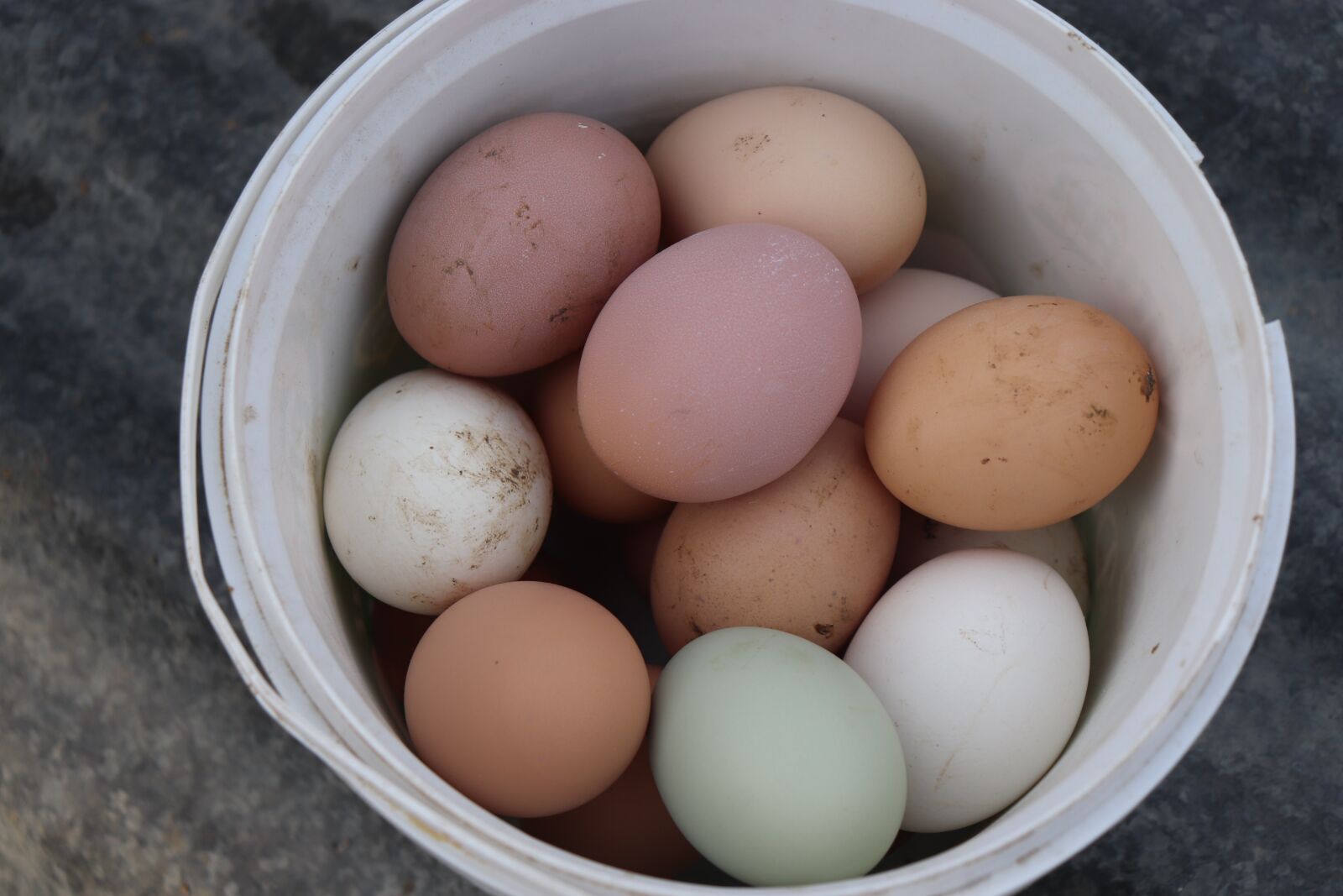 Canon EOS 200D (EOS Rebel SL2 / EOS Kiss X9) sample photo. Egg, collection of nest photography