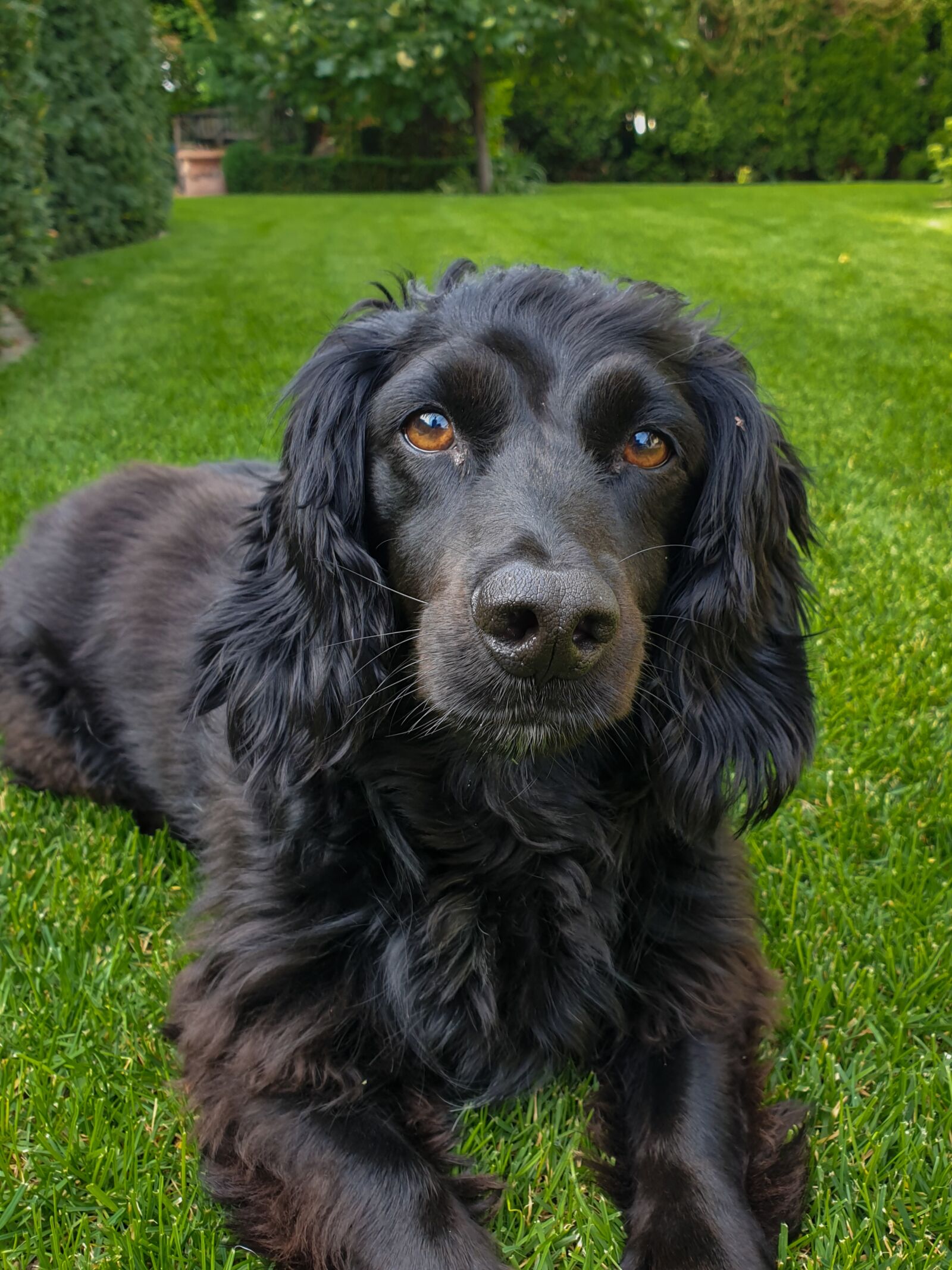 Samsung Galaxy Note 9 Rear Camera sample photo. Nero, dog, black dog photography
